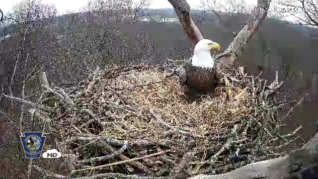 Snapshot of Hanover Eagles Live Cam taken Jan 3, 2026, 3:34pm EST