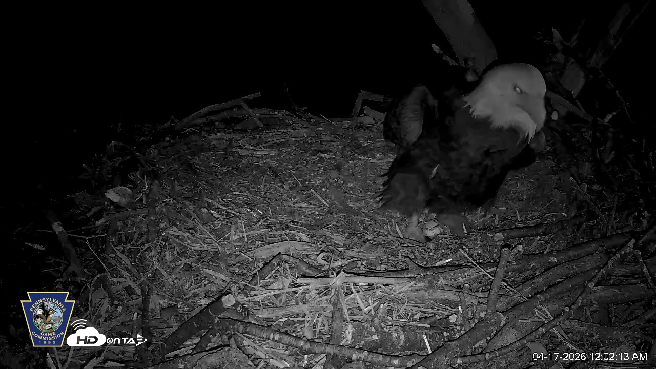 Snapshot of Hanover Eagles Live Cam taken Apr 17, 2026, 12:02am EDT