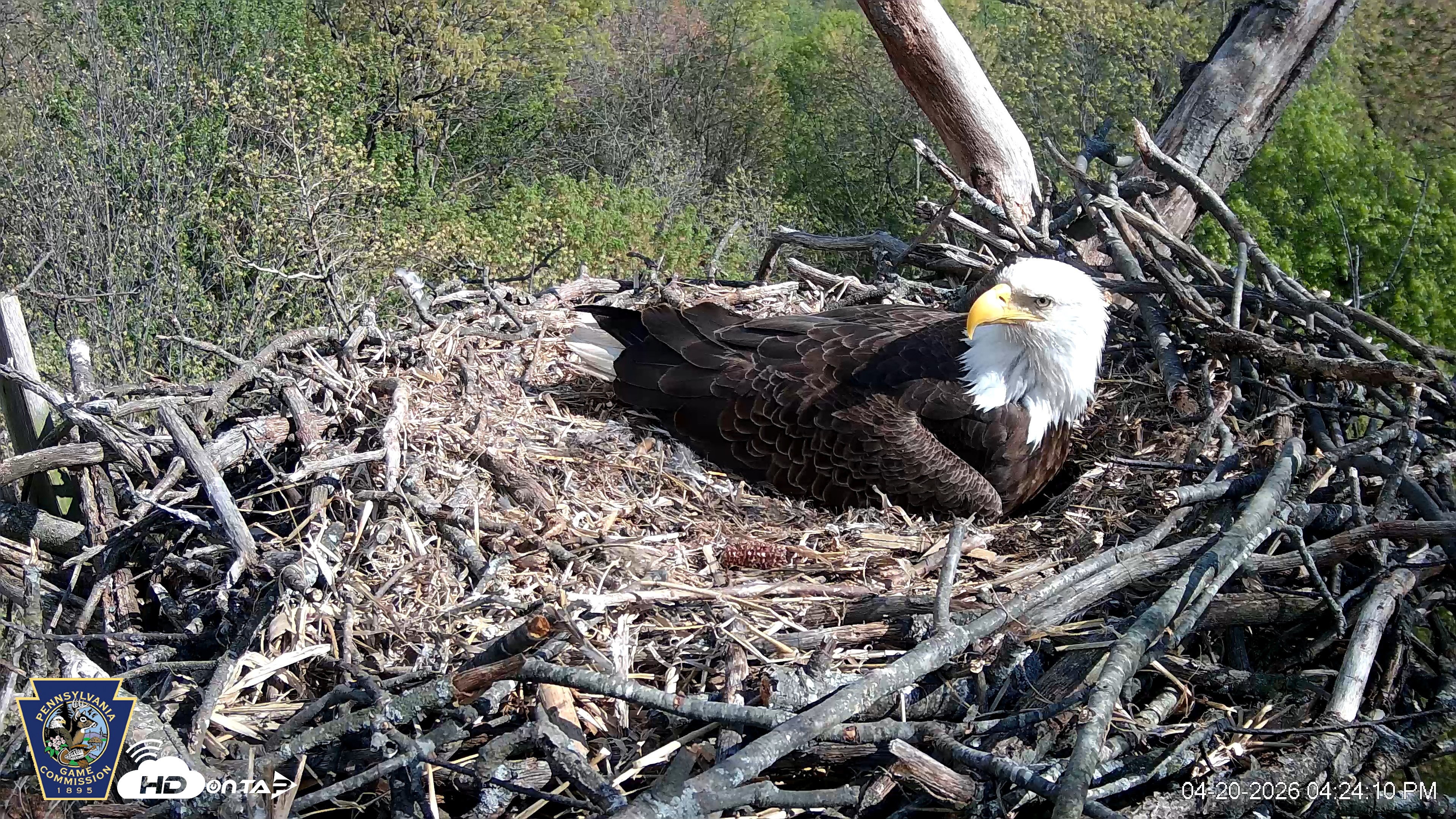Snapshot of Hanover Eagles Live Cam taken Apr 20, 2026, 4:24pm EDT