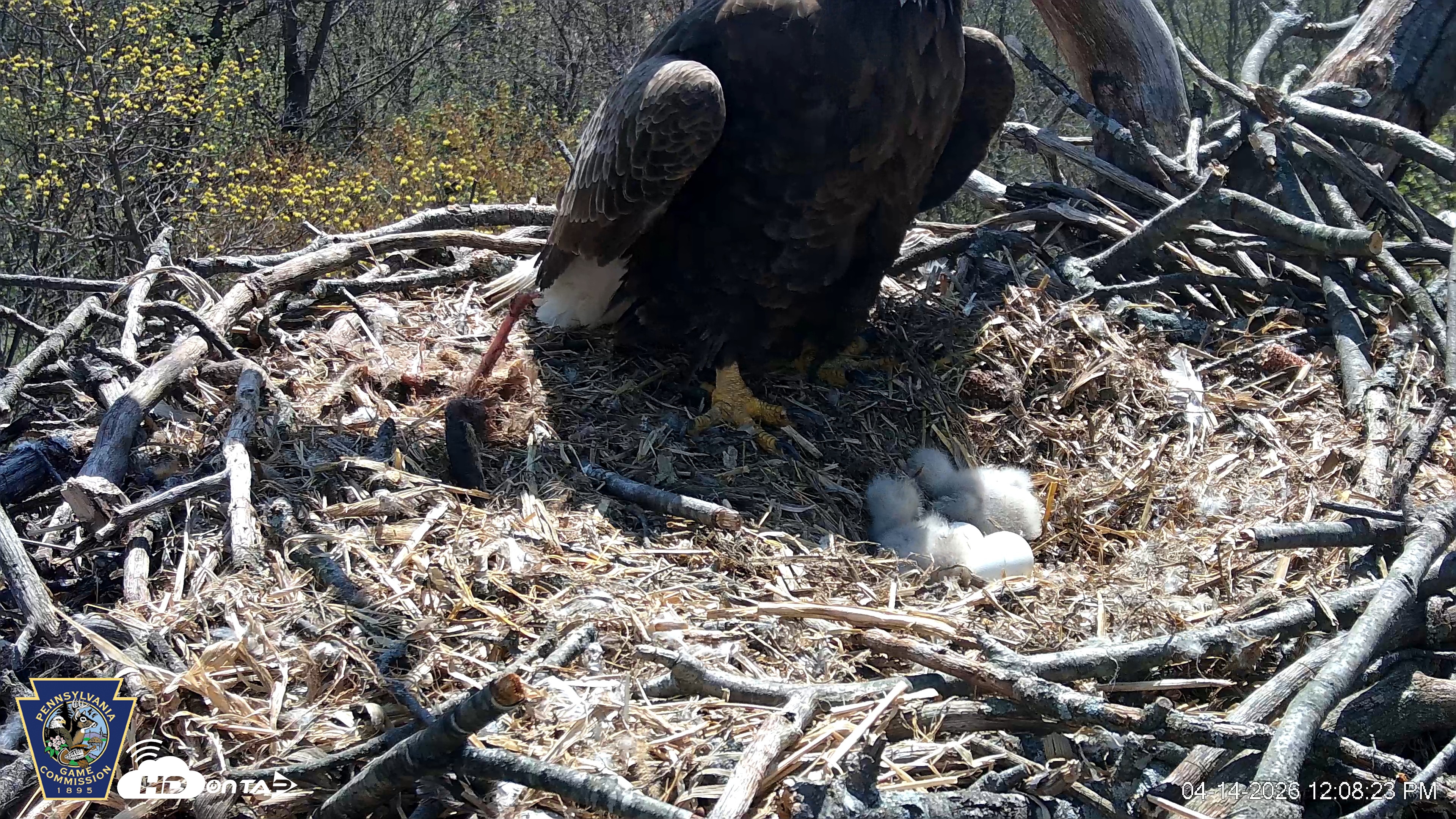 Snapshot of Hanover Eagles Live Cam taken Apr 14, 2026, 12:08pm EDT