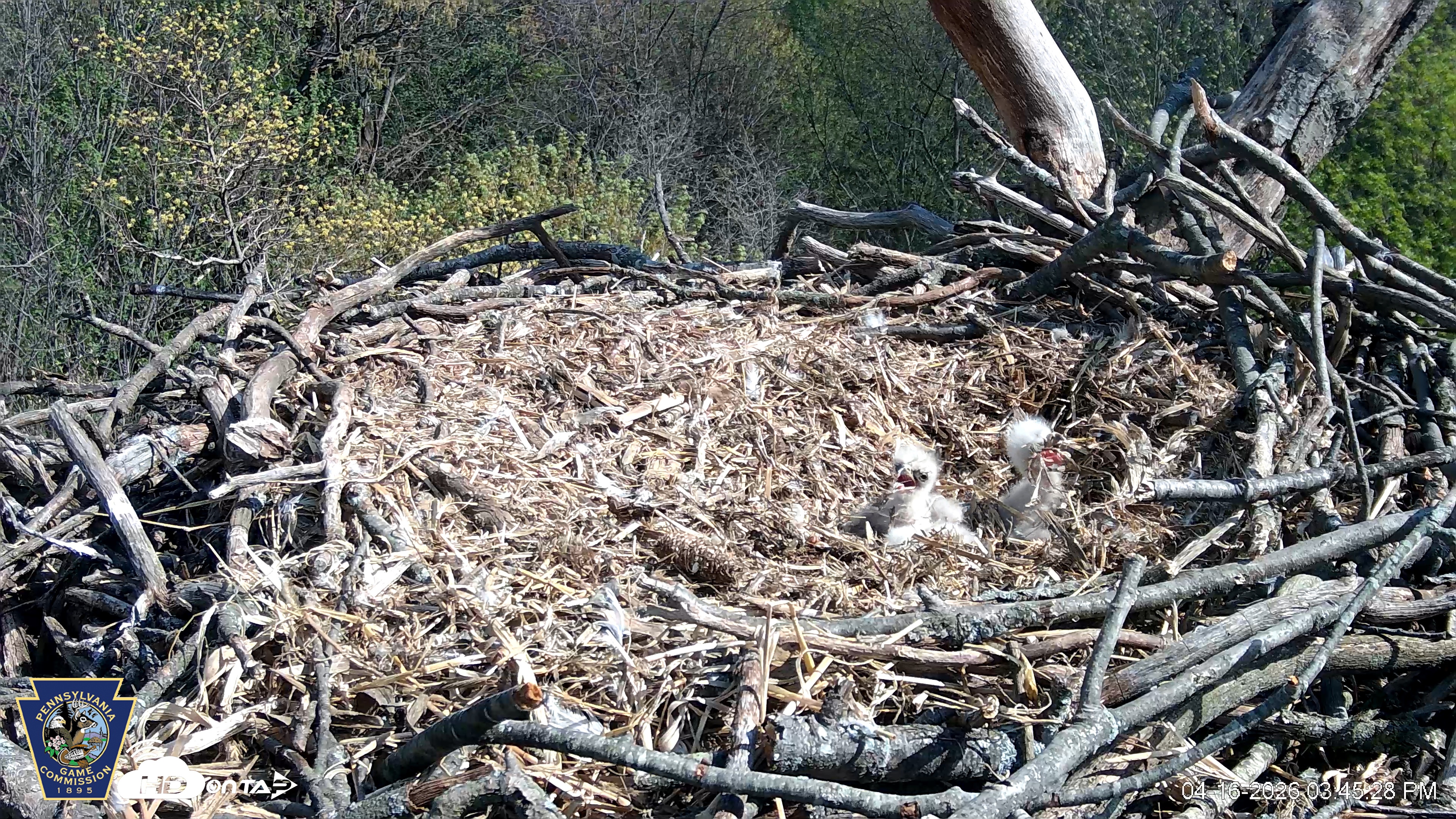 Snapshot of Hanover Eagles Live Cam taken Apr 16, 2026, 3:46pm EDT
