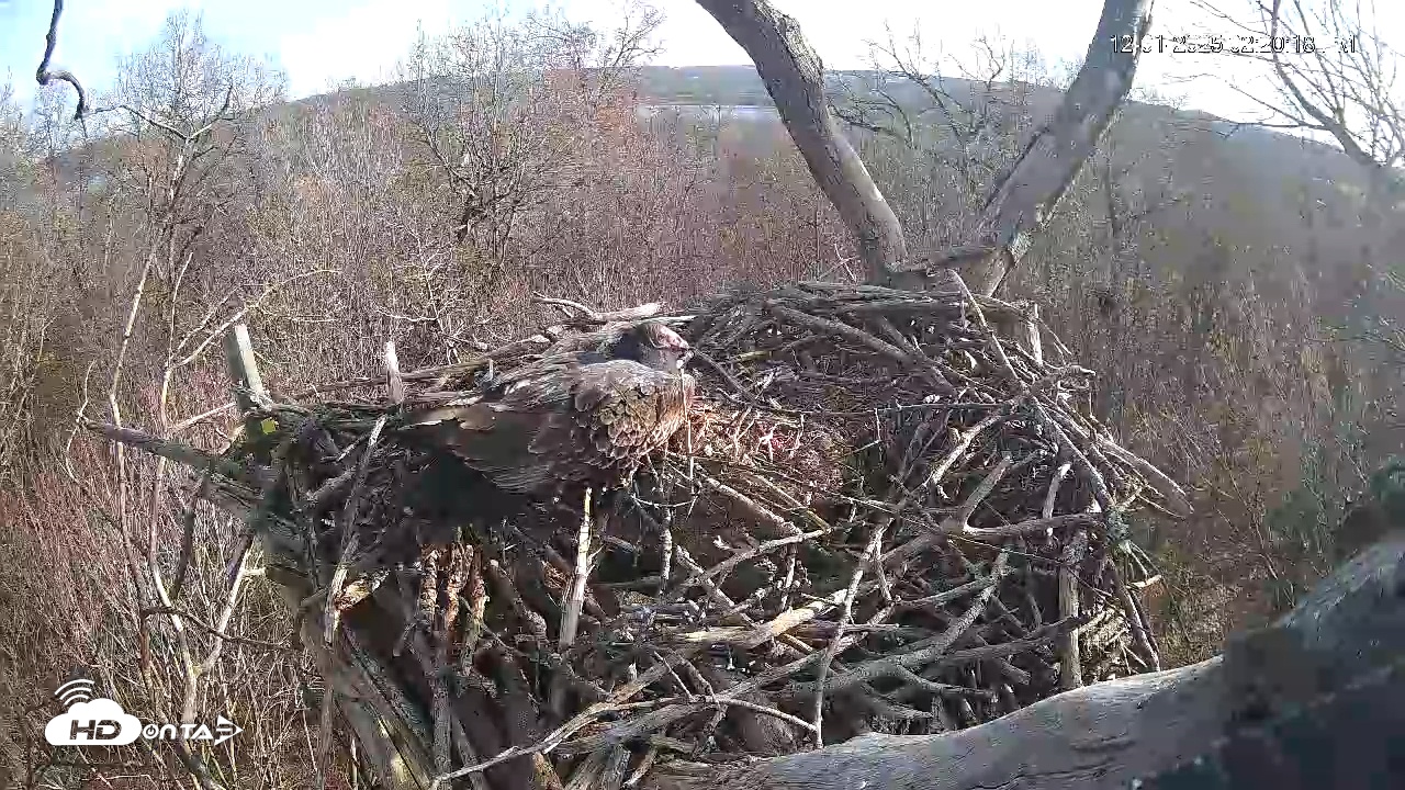 Snapshot of Hanover Eagles Live Cam taken Dec 1, 2025, 2:21pm EST