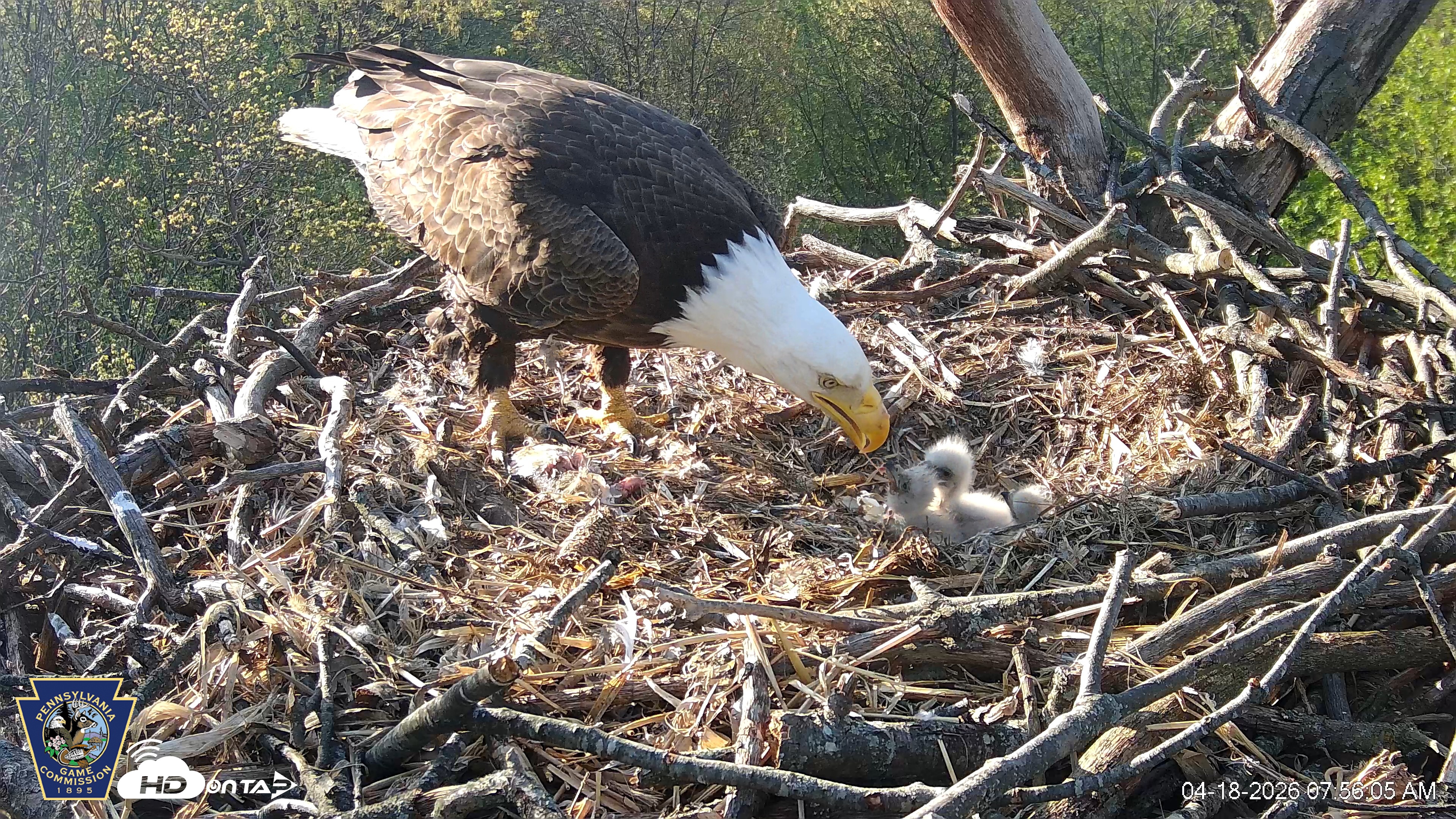 Snapshot of Hanover Eagles Live Cam taken Apr 18, 2026, 7:56am EDT
