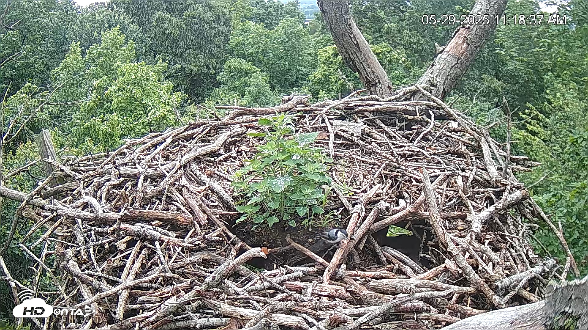 Snapshot of Hanover Eagles Live Cam taken May 29, 2025, 11:18am EDT