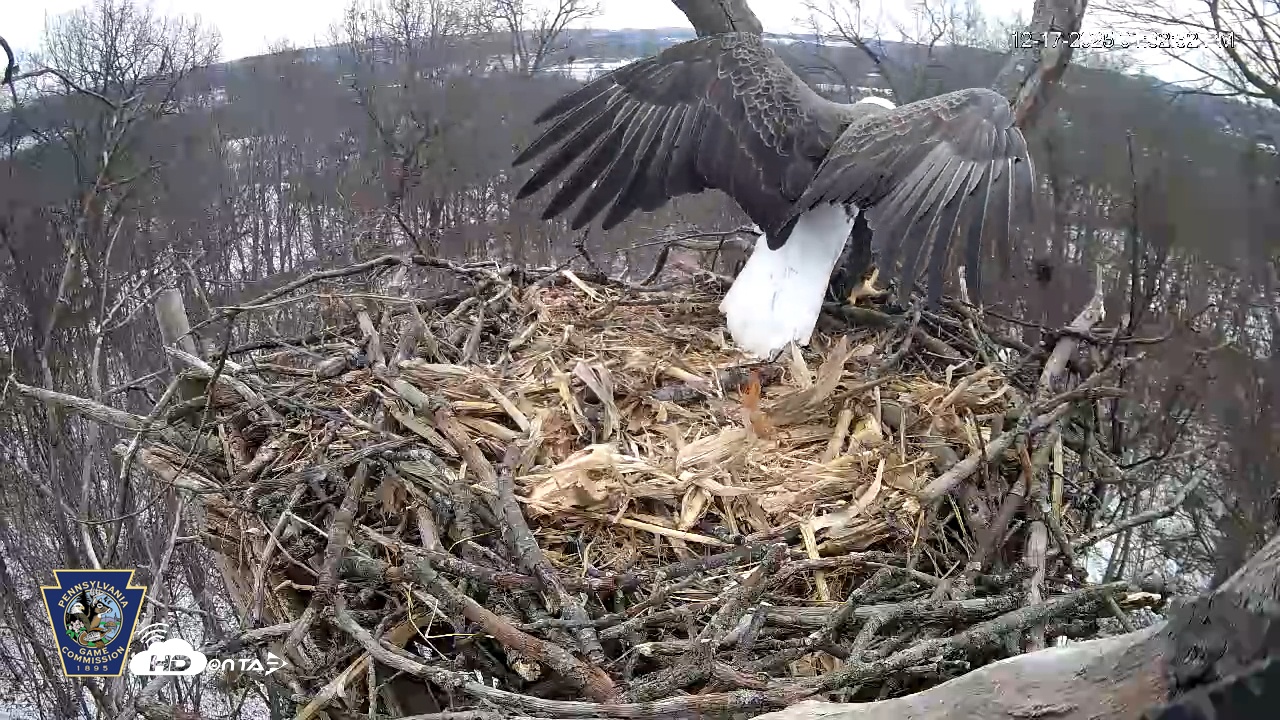 Snapshot of Hanover Eagles Live Cam taken Dec 17, 2025, 1:33pm EST