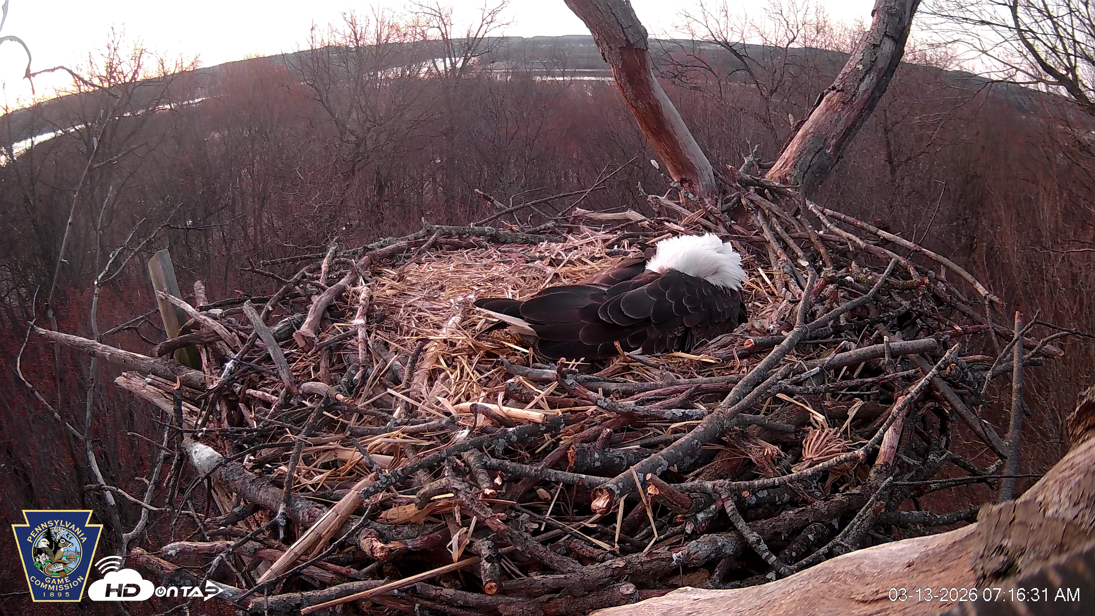 Snapshot of Hanover Eagles Live Cam taken Mar 13, 2026, 7:16am EDT