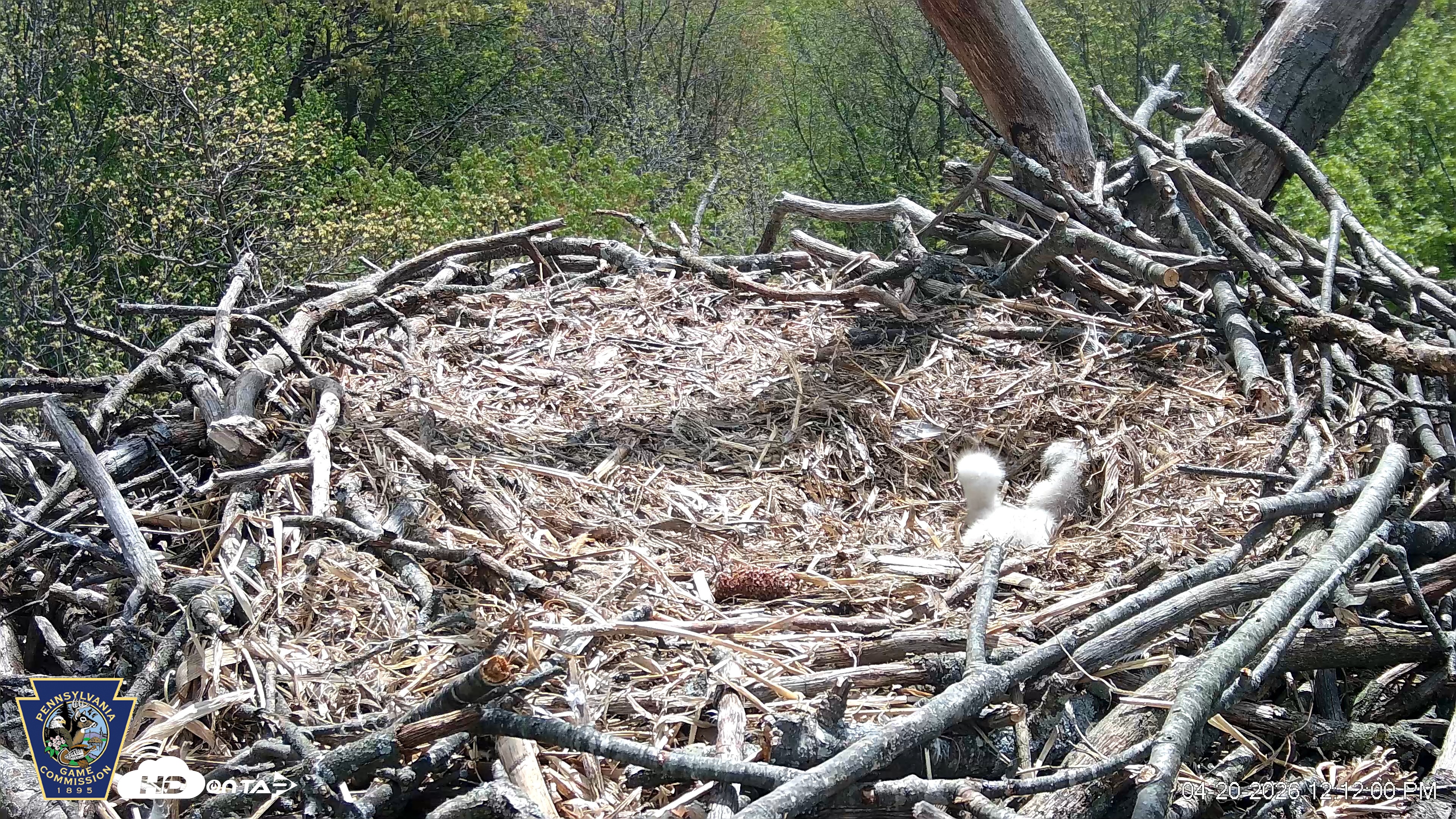 Snapshot of Hanover Eagles Live Cam taken Apr 20, 2026, 12:12pm EDT