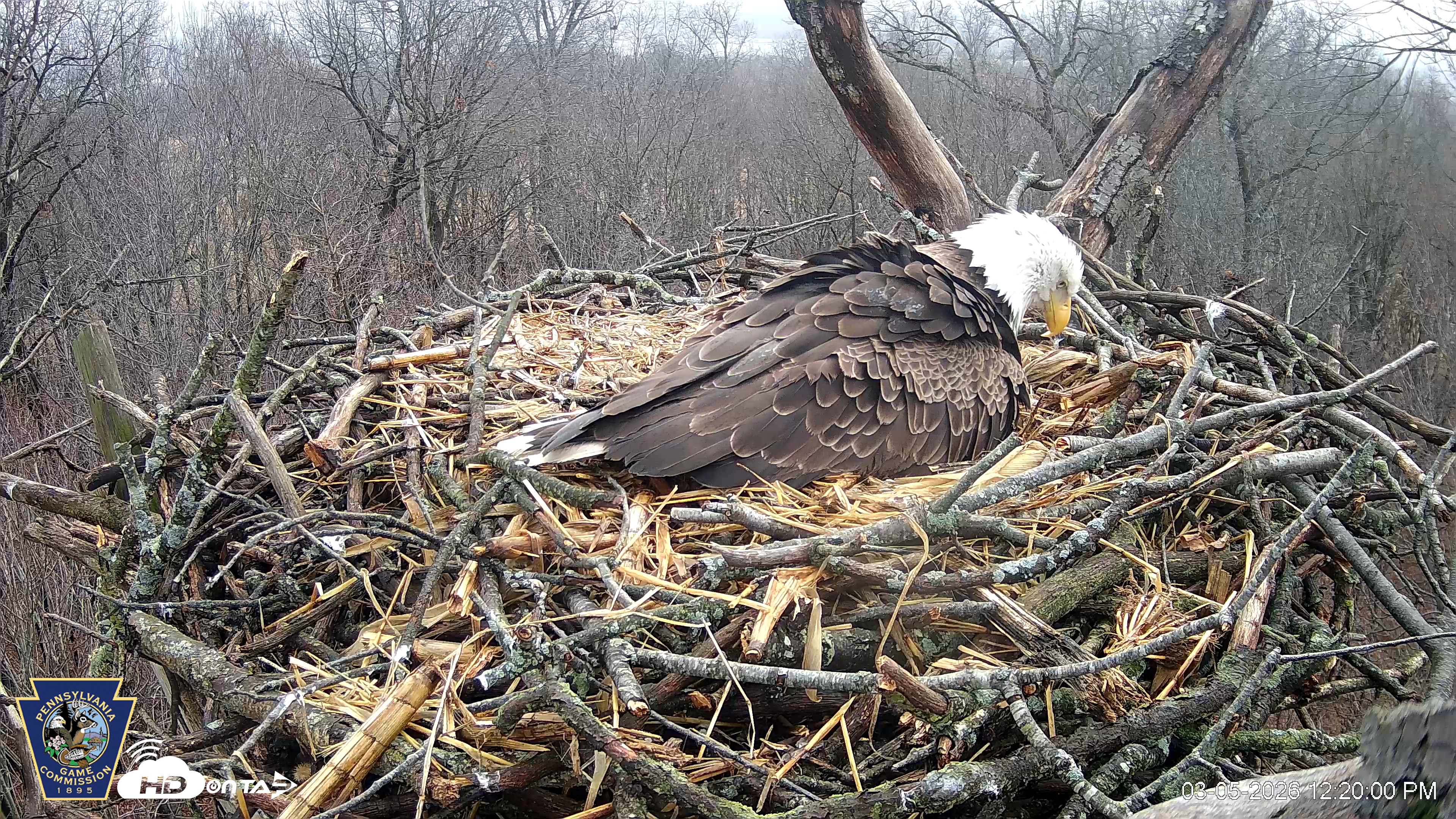 Snapshot of Hanover Eagles Live Cam taken Mar 5, 2026, 12:20pm EST