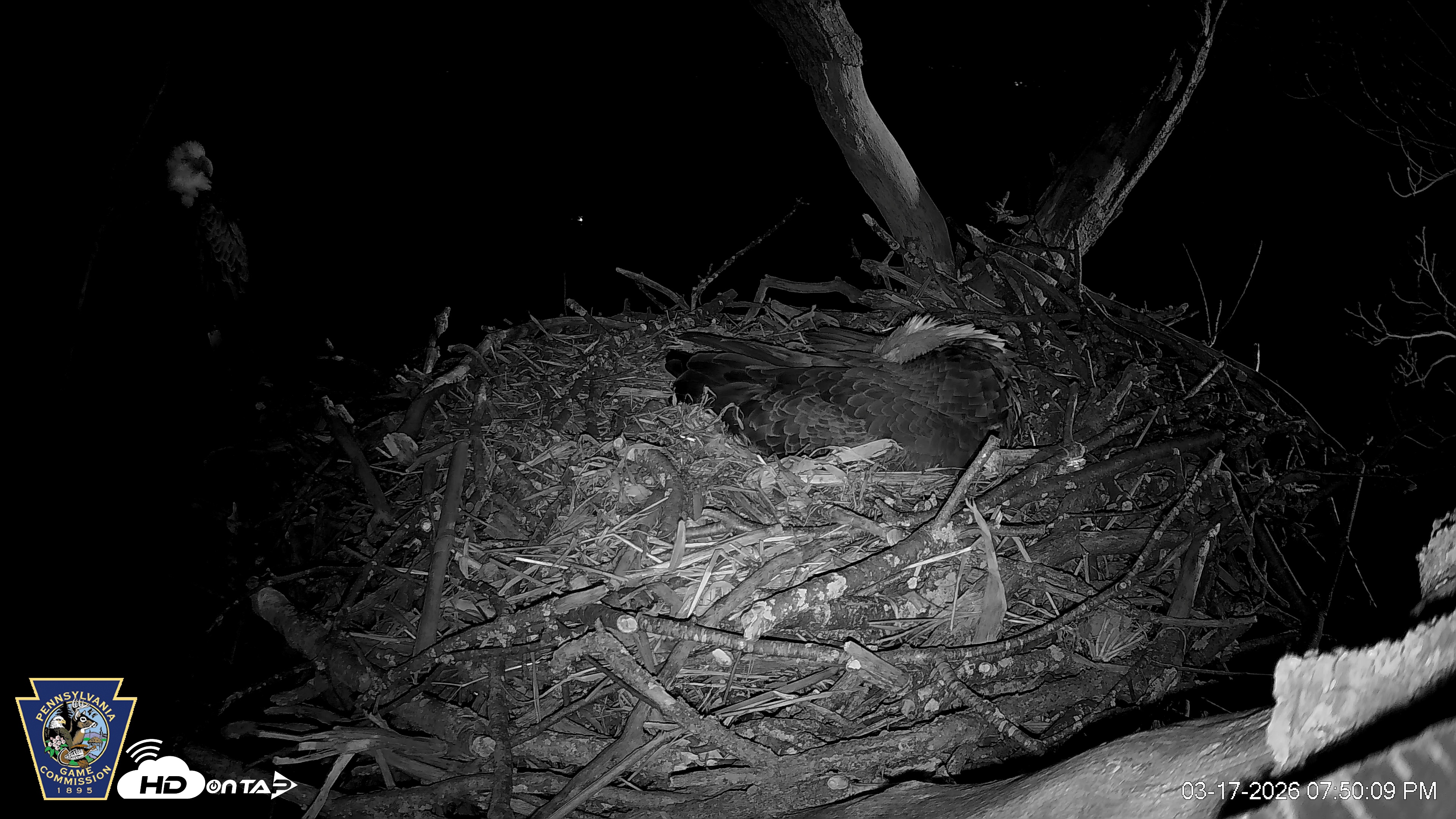 Snapshot of Hanover Eagles Live Cam taken Mar 17, 2026, 7:50pm EDT