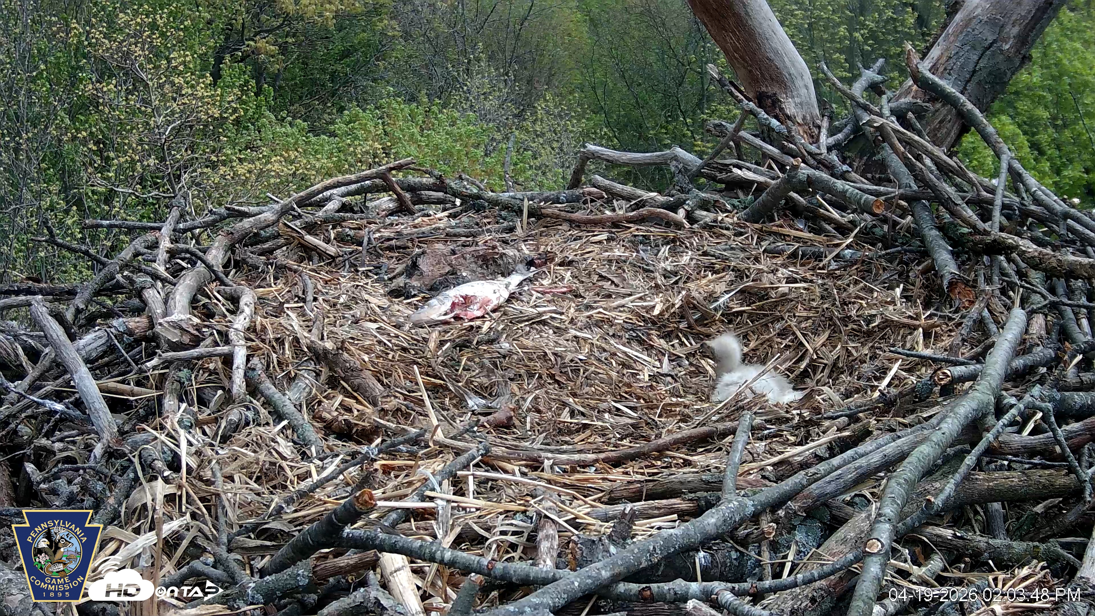 Snapshot of Hanover Eagles Live Cam taken Apr 19, 2026, 2:05pm EDT