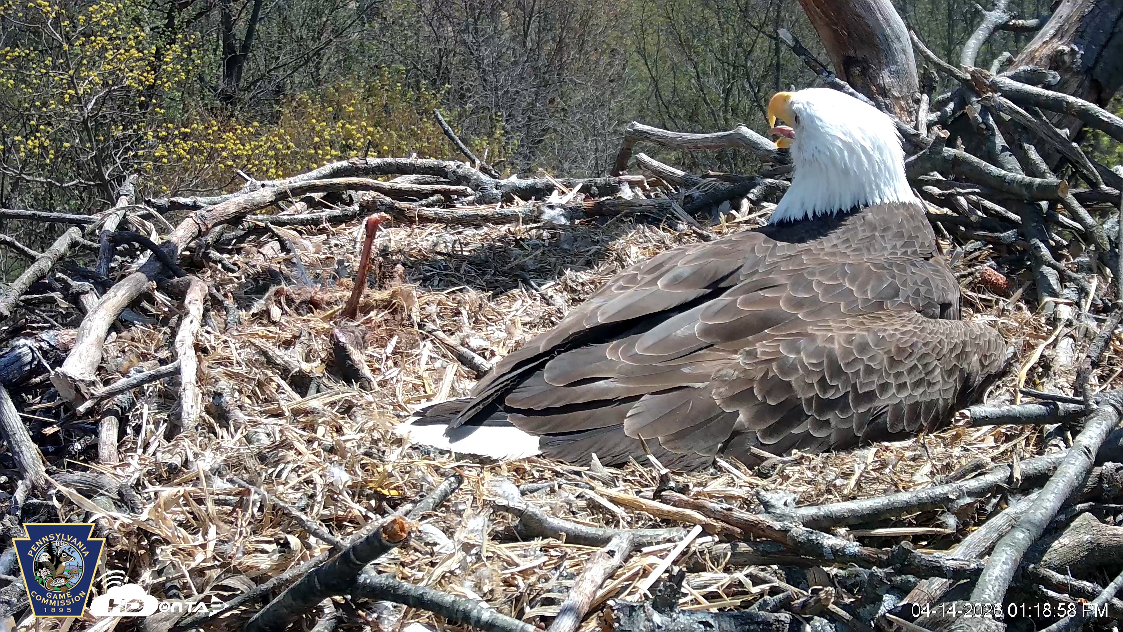 Snapshot of Hanover Eagles Live Cam taken Apr 14, 2026, 1:19pm EDT