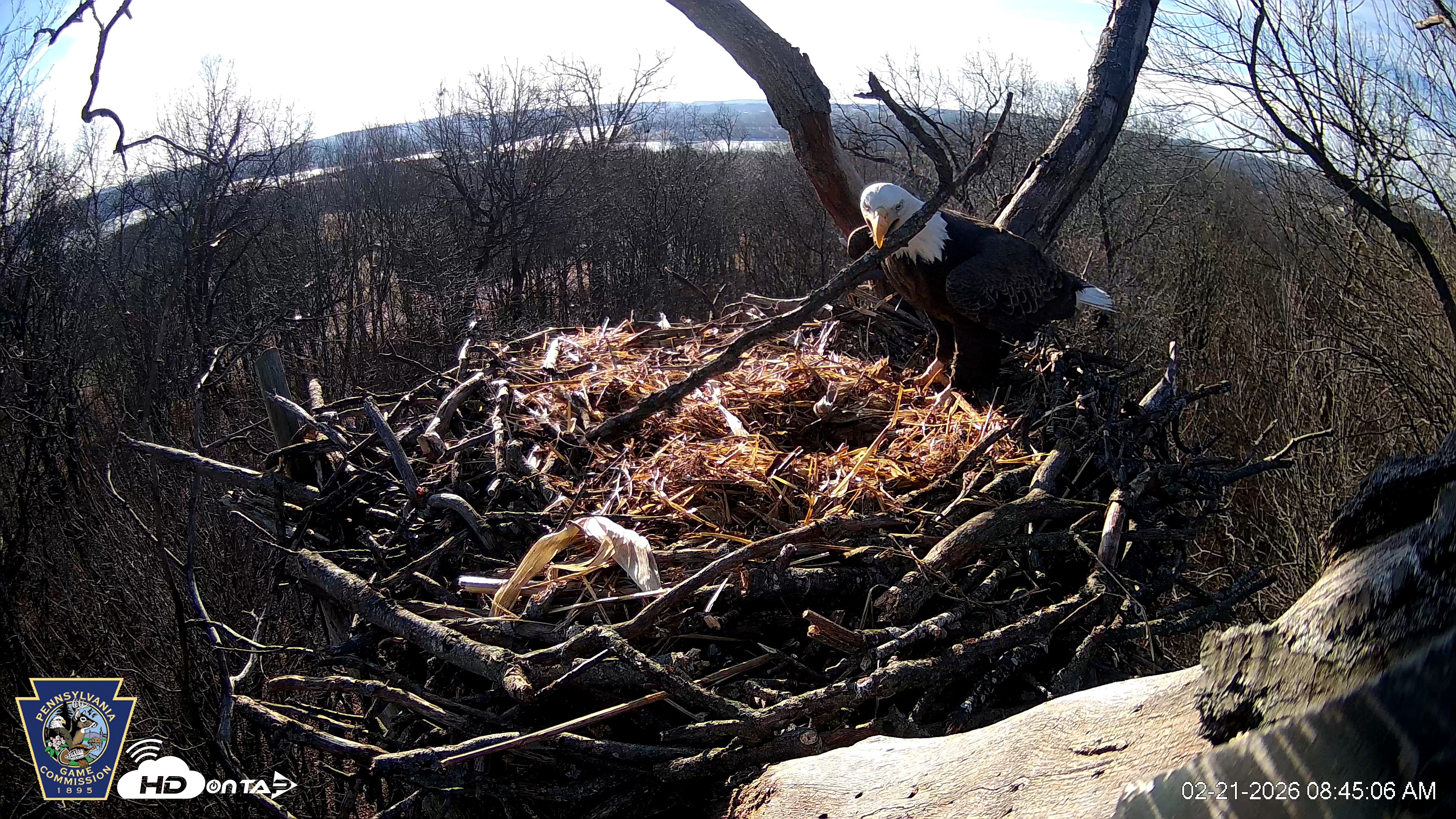 Snapshot of Hanover Eagles Live Cam taken Feb 21, 2026, 8:45am EST