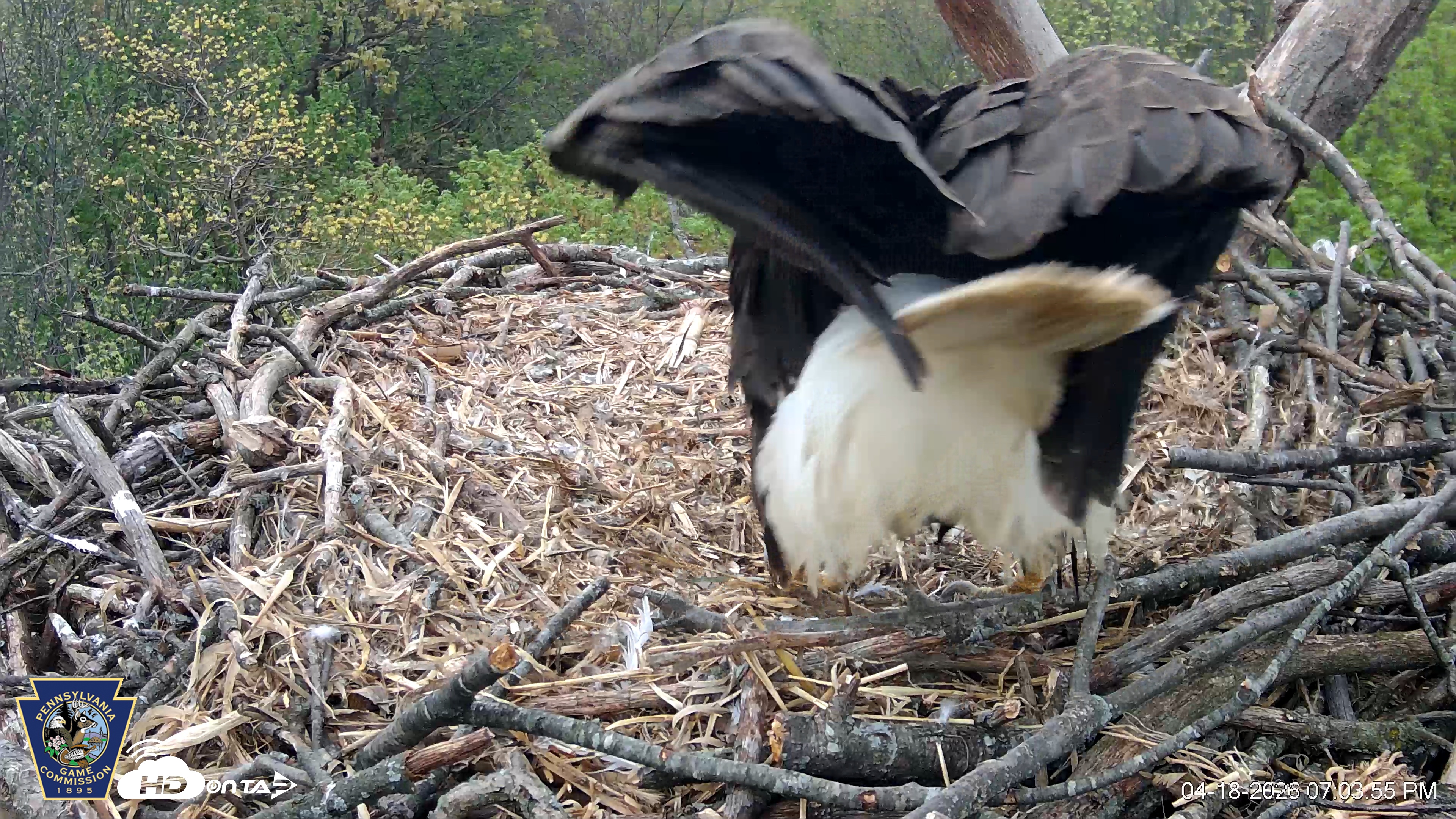 Snapshot of Hanover Eagles Live Cam taken Apr 18, 2026, 7:04pm EDT