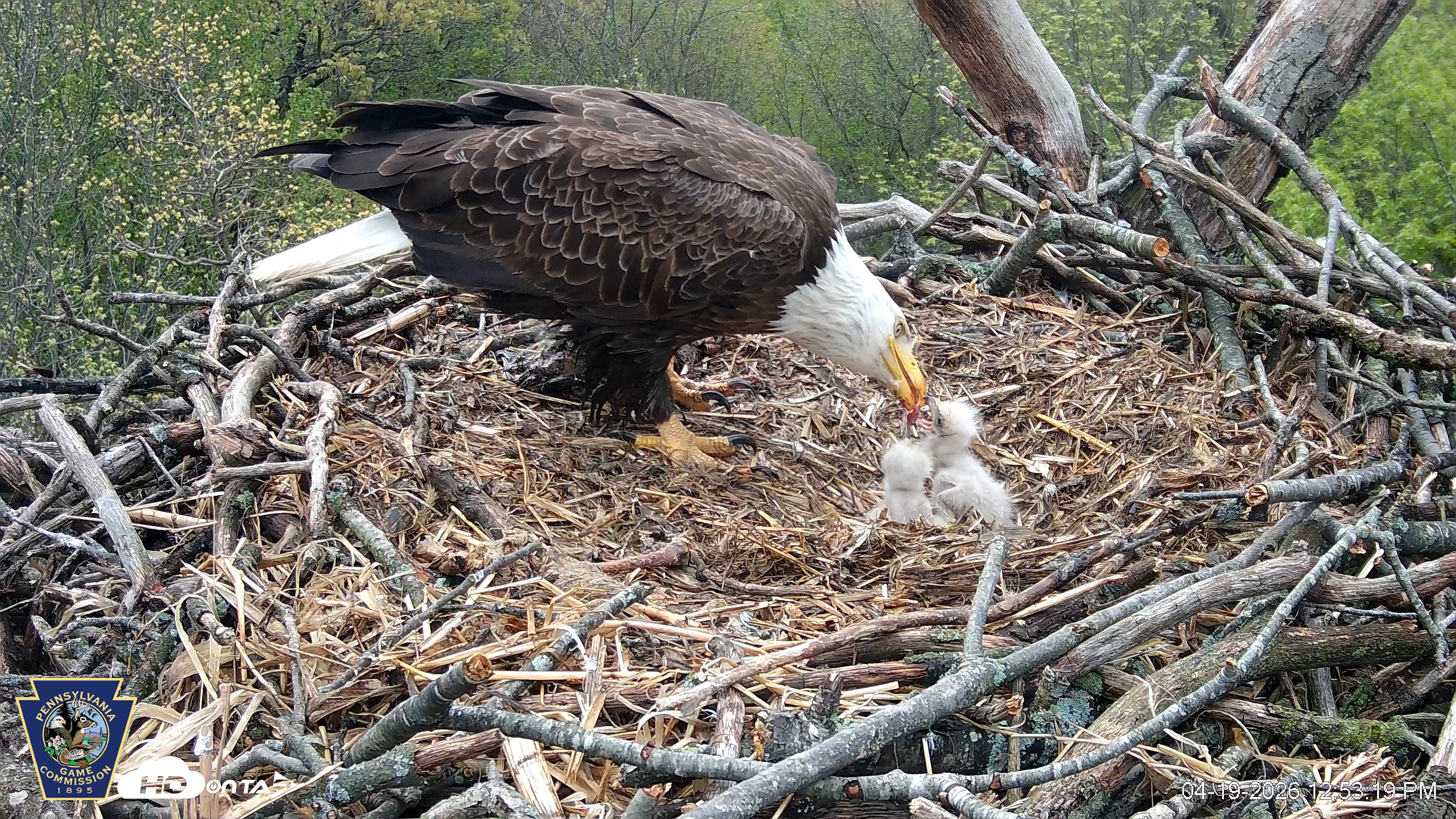 Snapshot of Hanover Eagles Live Cam taken Apr 19, 2026, 12:53pm EDT