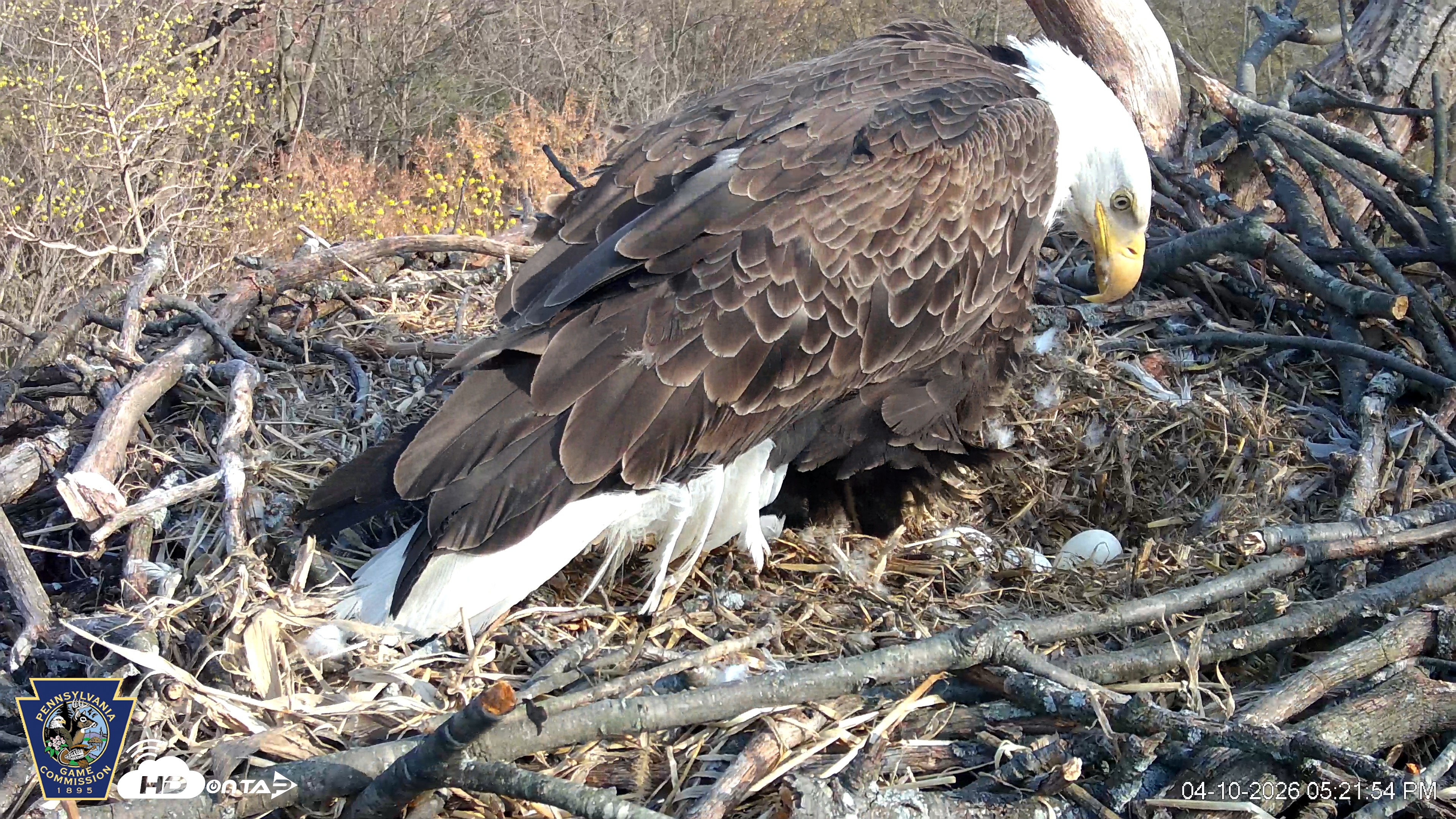 Snapshot of Hanover Eagles Live Cam taken Apr 10, 2026, 5:22pm EDT