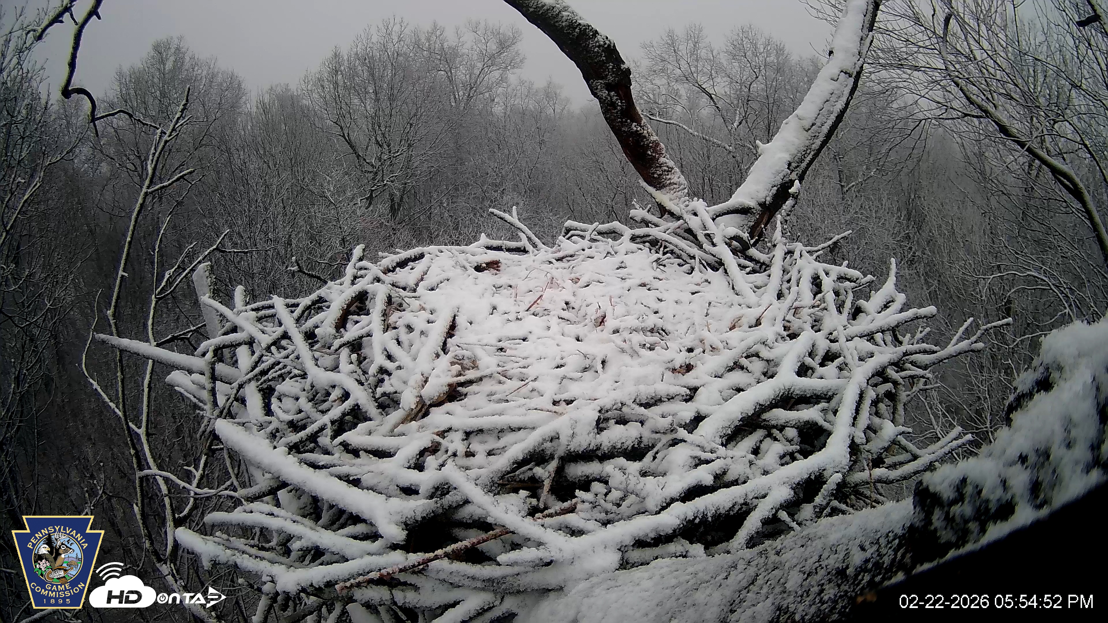 Snapshot of Hanover Eagles Live Cam taken Feb 22, 2026, 5:55pm EST