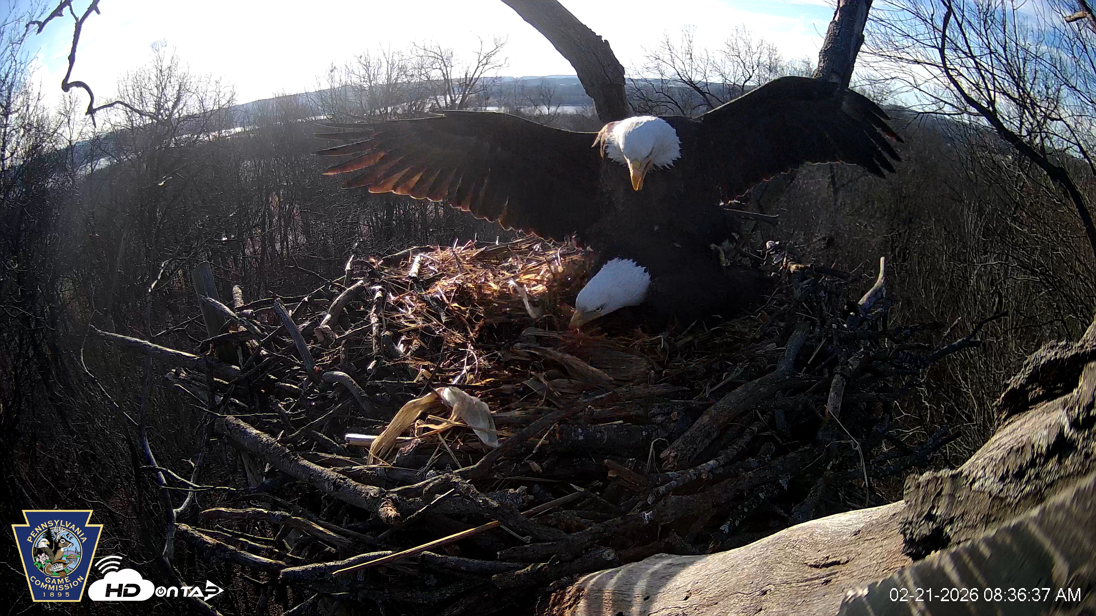 Snapshot of Hanover Eagles Live Cam taken Feb 21, 2026, 8:36am EST