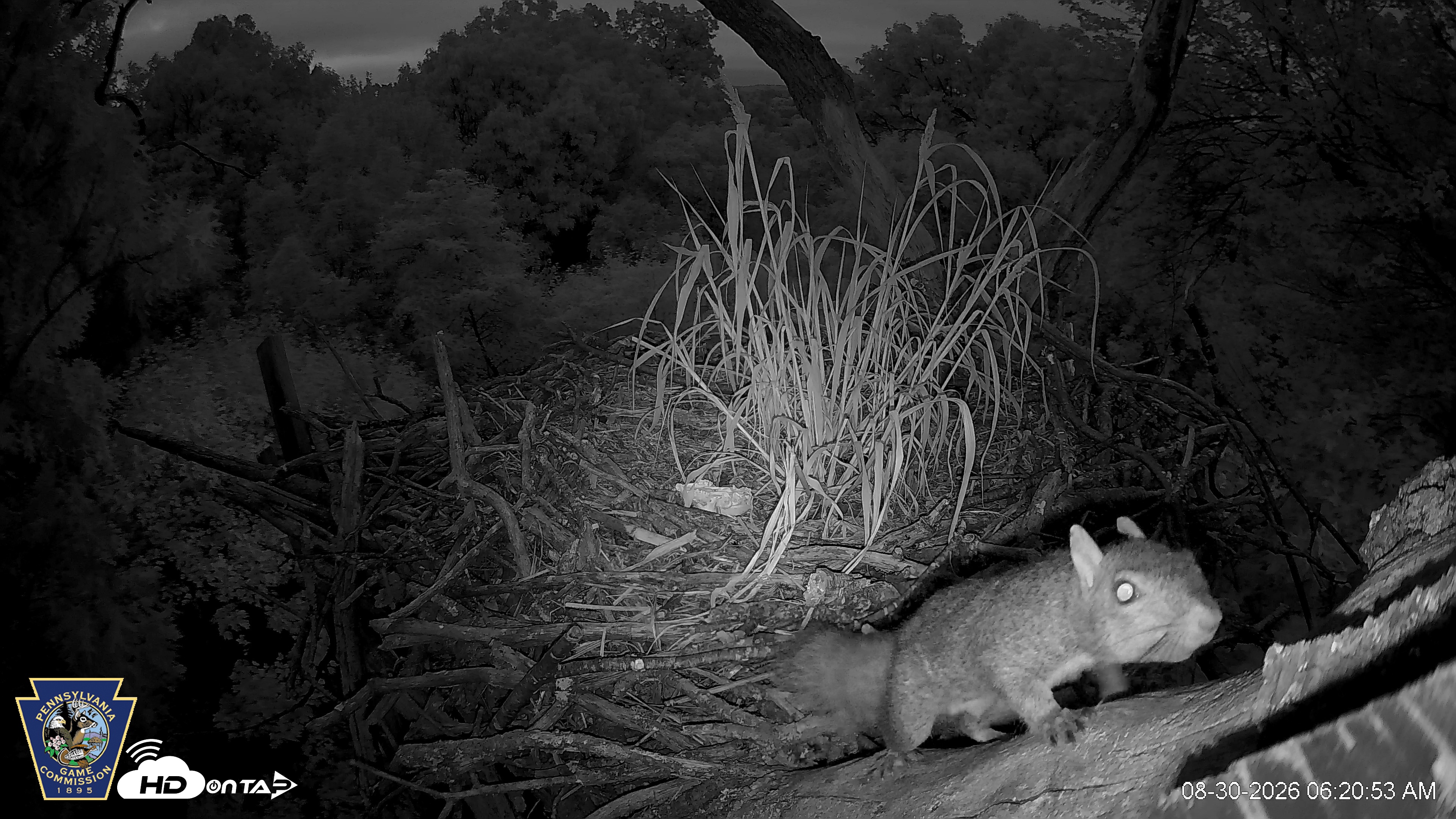 Snapshot of Hanover Eagles Live Cam taken Aug 30, 2026, 6:21am EDT