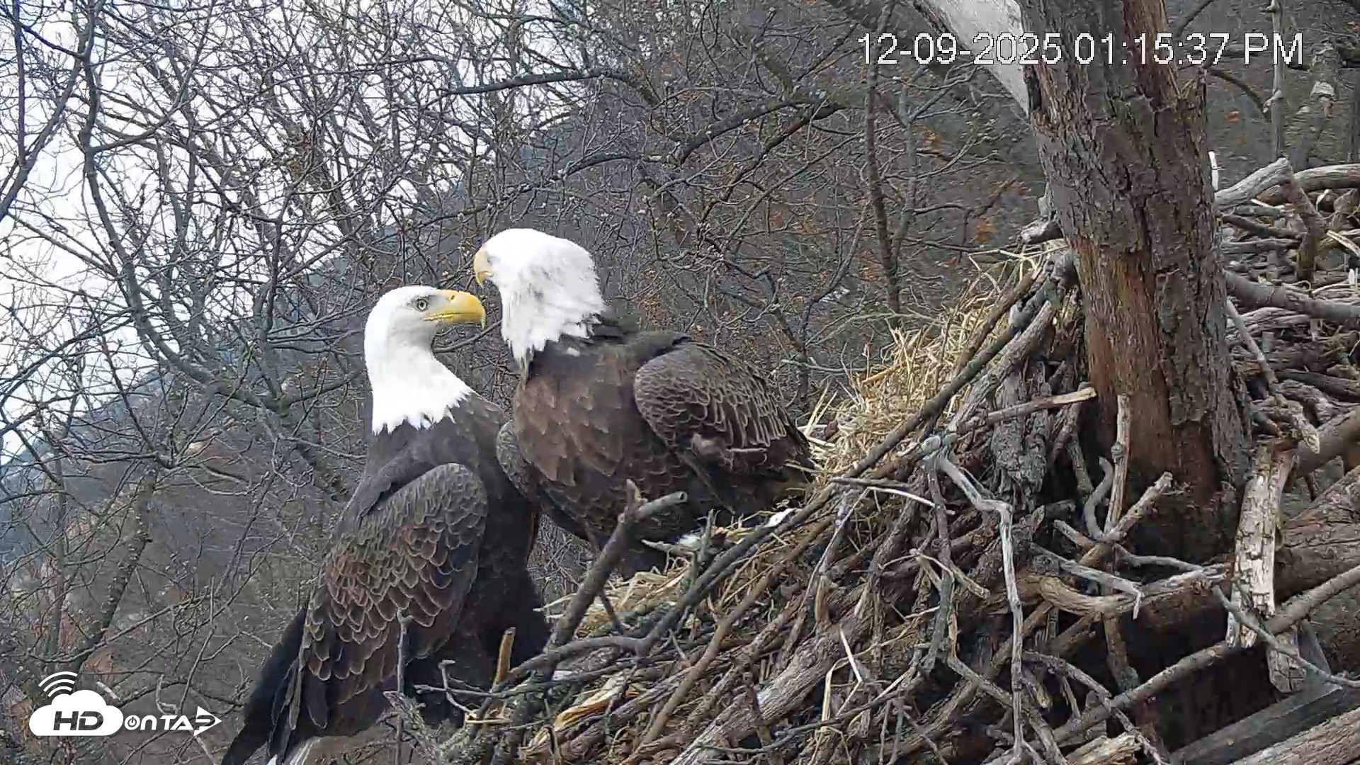 Snapshot of Hanover Eagles Live Cam taken Dec 9, 2025, 1:16pm EST