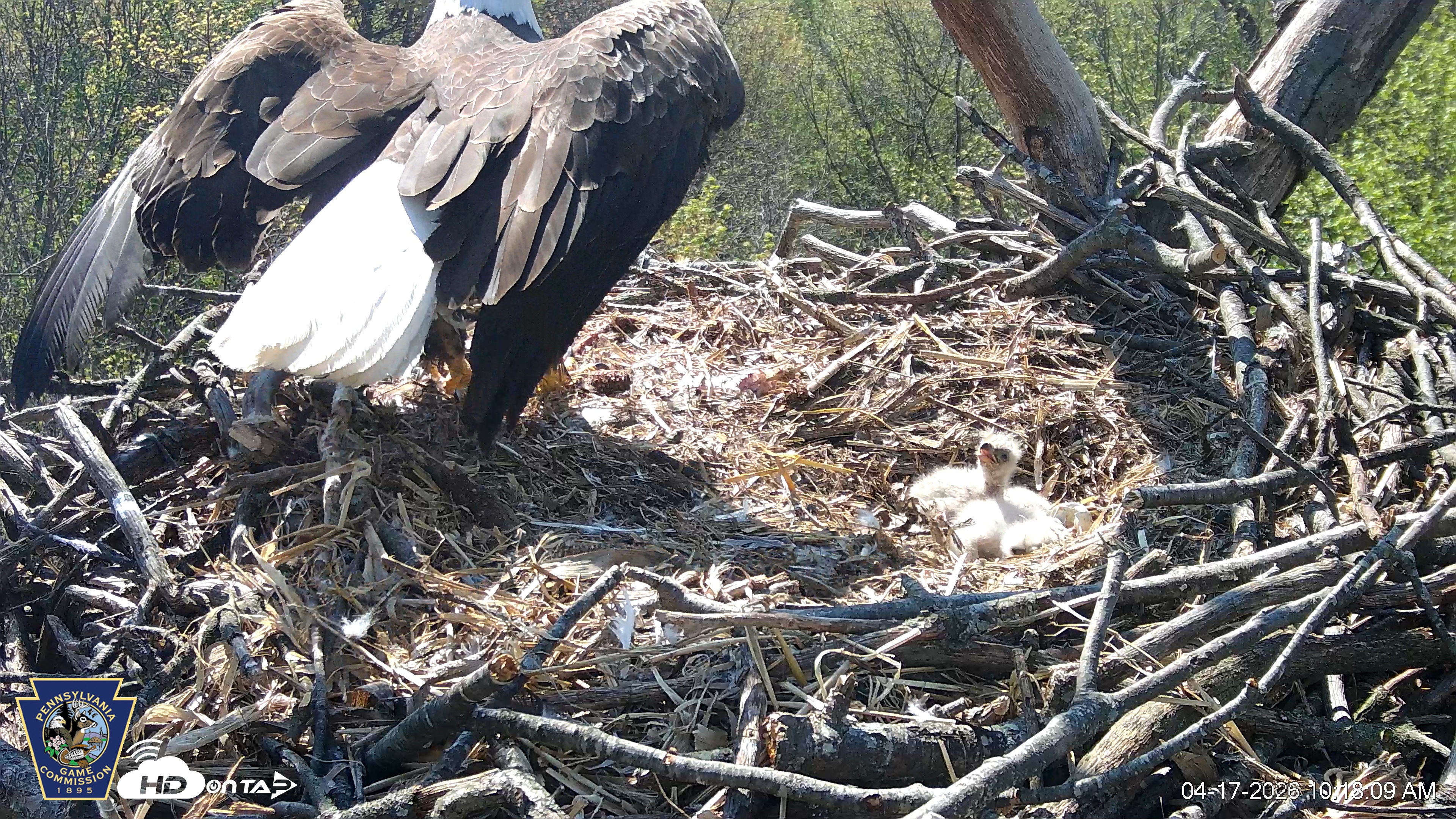 Snapshot of Hanover Eagles Live Cam taken Apr 17, 2026, 10:18am EDT