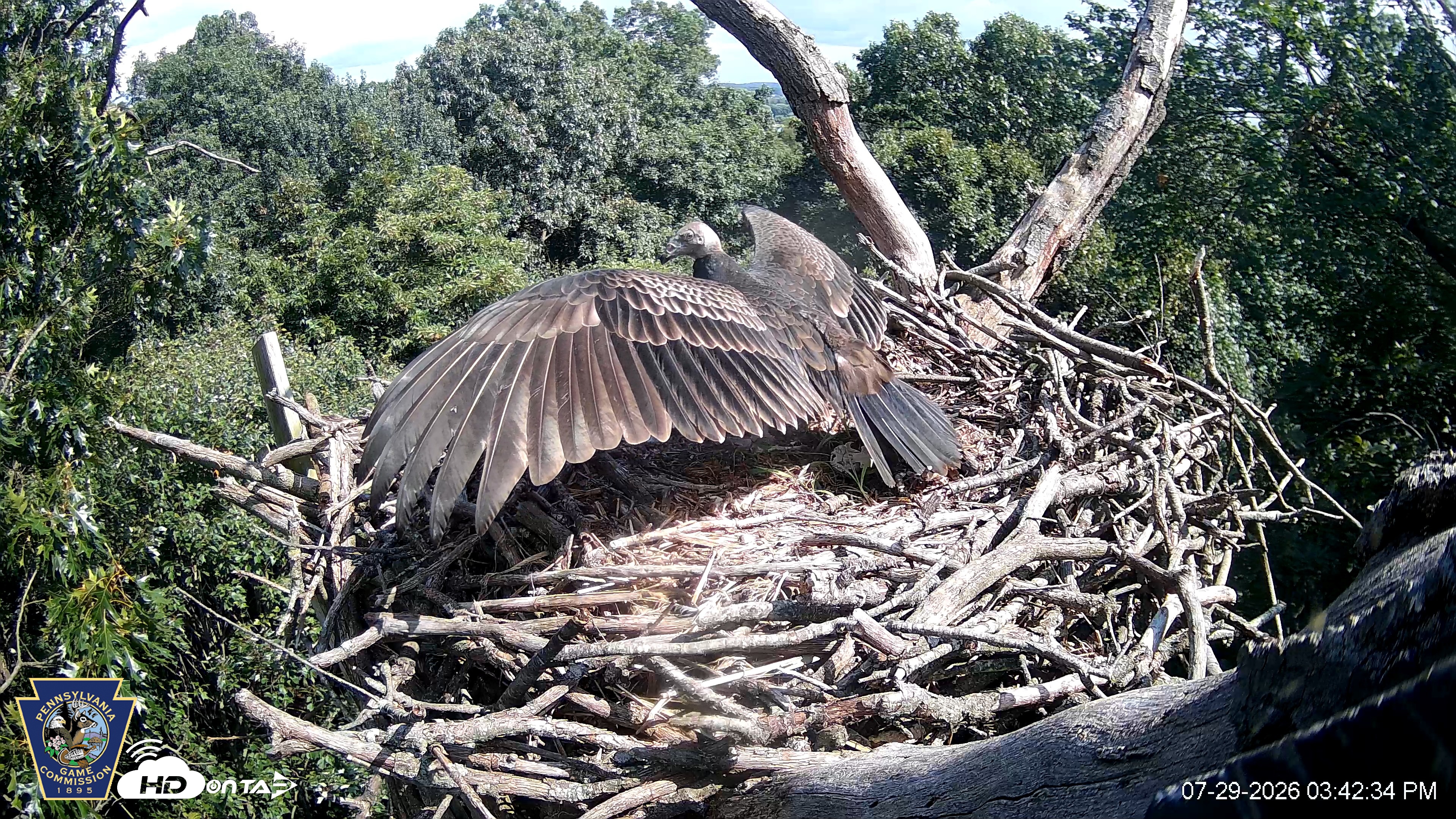 Snapshot of Hanover Eagles Live Cam taken Jul 29, 2026, 3:43pm EDT