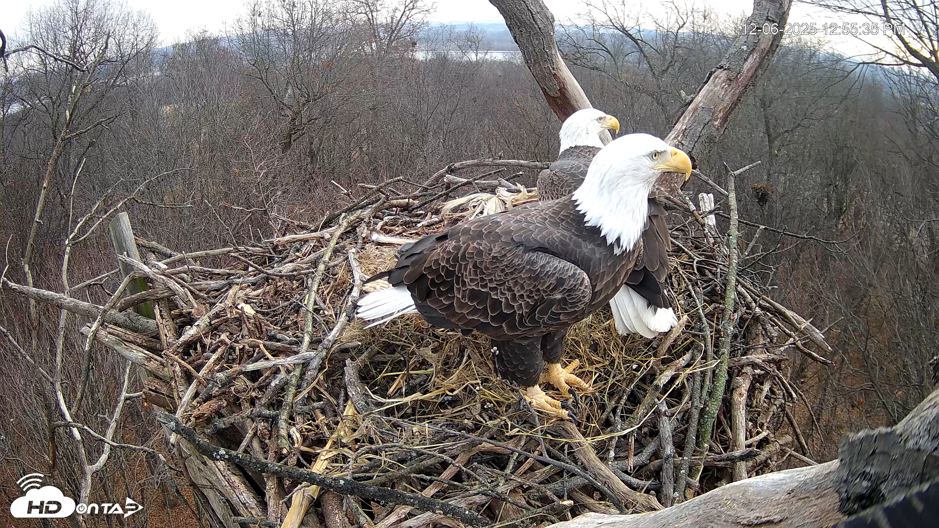 Snapshot of Hanover Eagles Live Cam taken Dec 6, 2025, 12:56pm EST