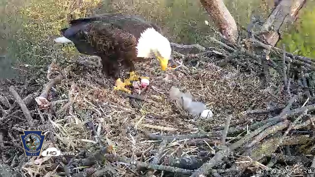 Snapshot of Hanover Eagles Live Cam taken Apr 15, 2026, 7:05pm EDT