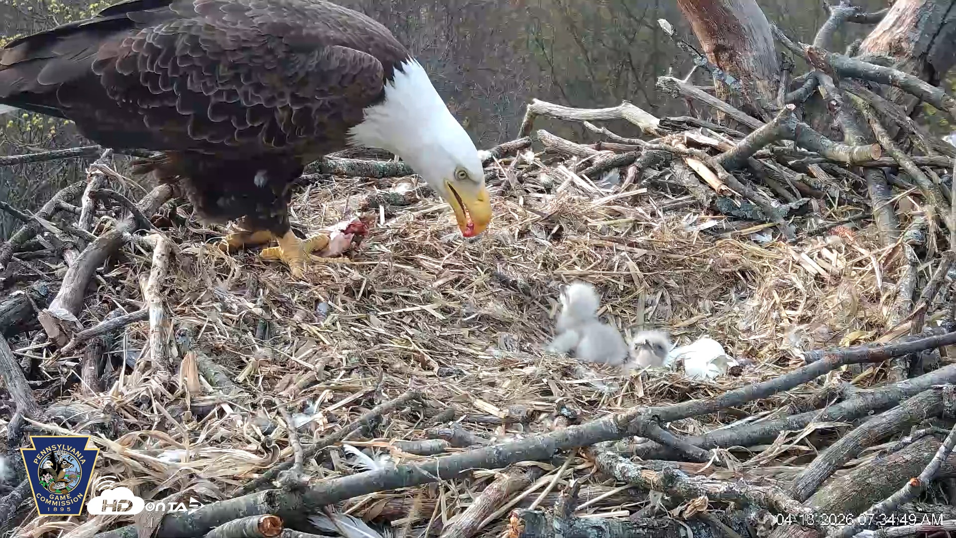 Snapshot of Hanover Eagles Live Cam taken Apr 13, 2026, 7:35am EDT