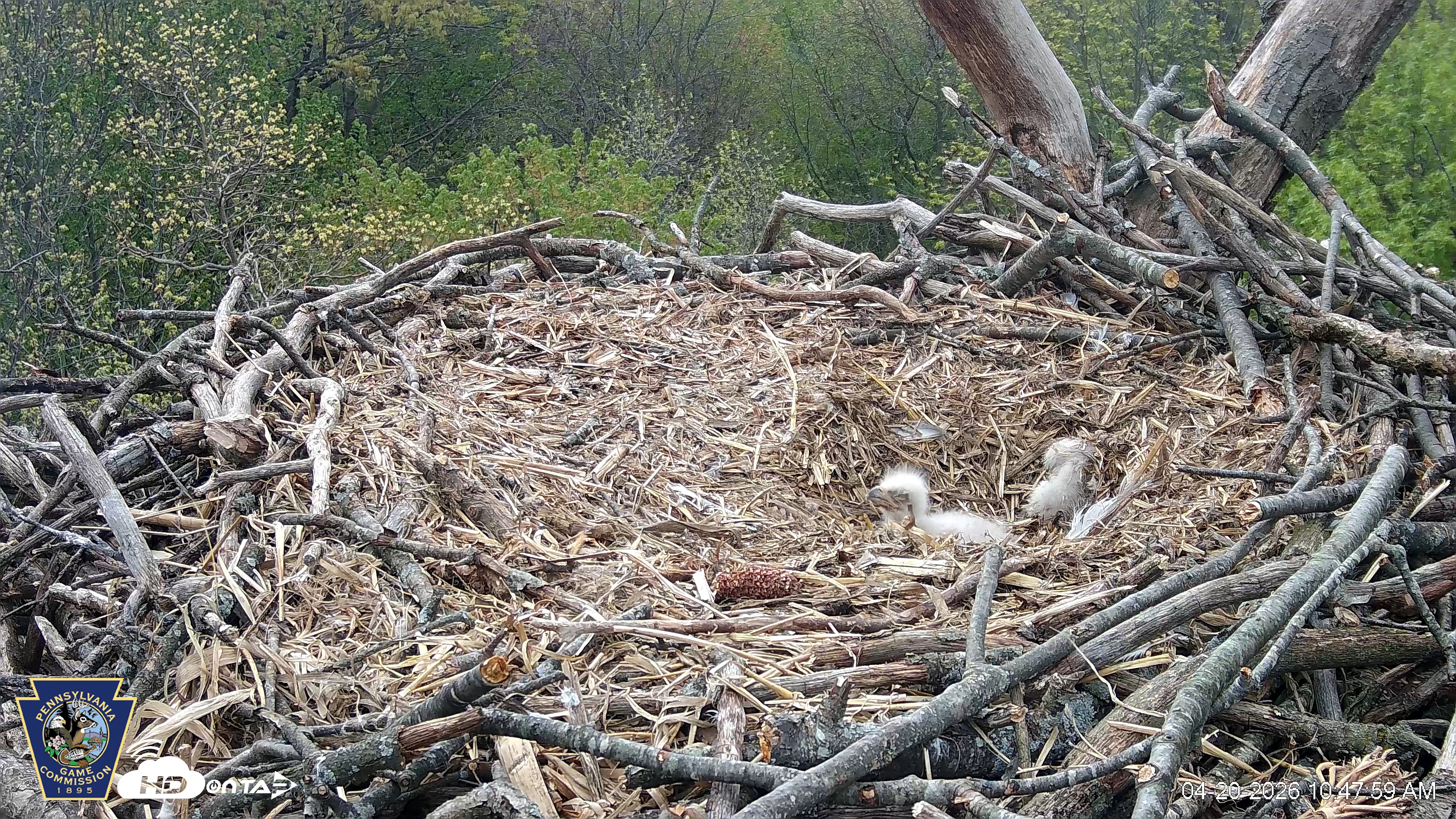 Snapshot of Hanover Eagles Live Cam taken Apr 20, 2026, 10:48am EDT