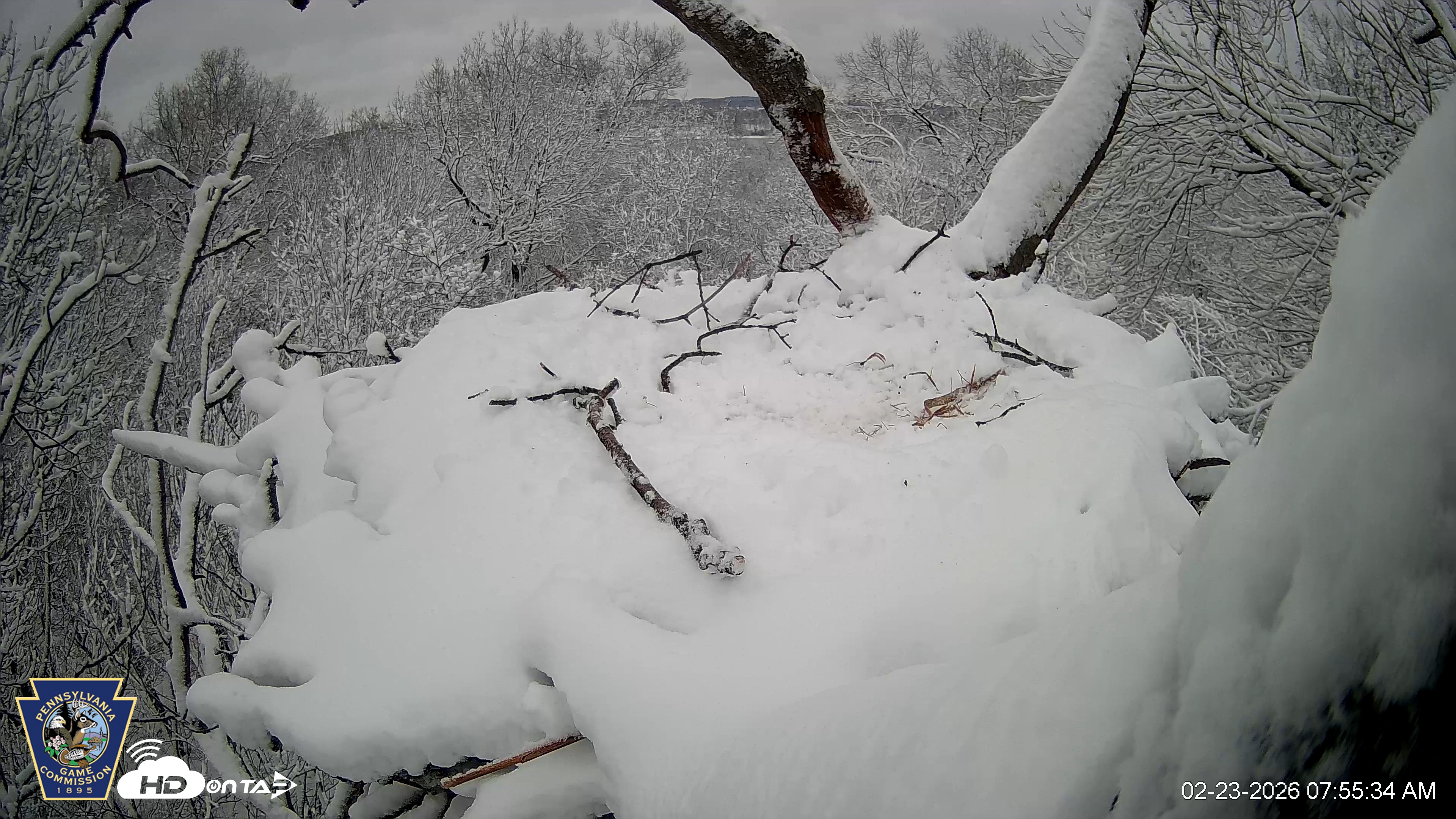 Snapshot of Hanover Eagles Live Cam taken Feb 23, 2026, 7:56am EST