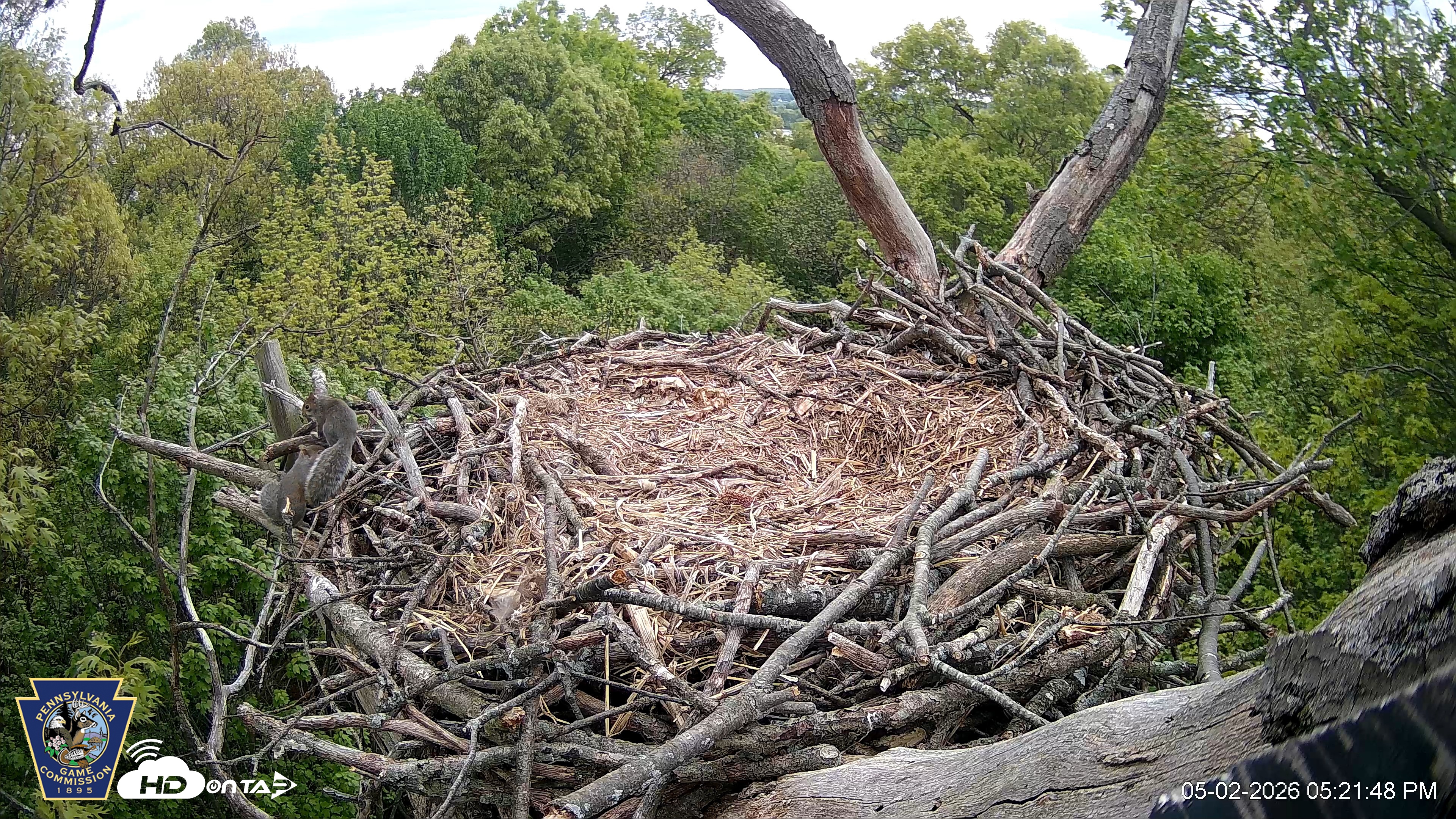Snapshot of Hanover Eagles Live Cam taken May 2, 2026, 5:21pm EDT