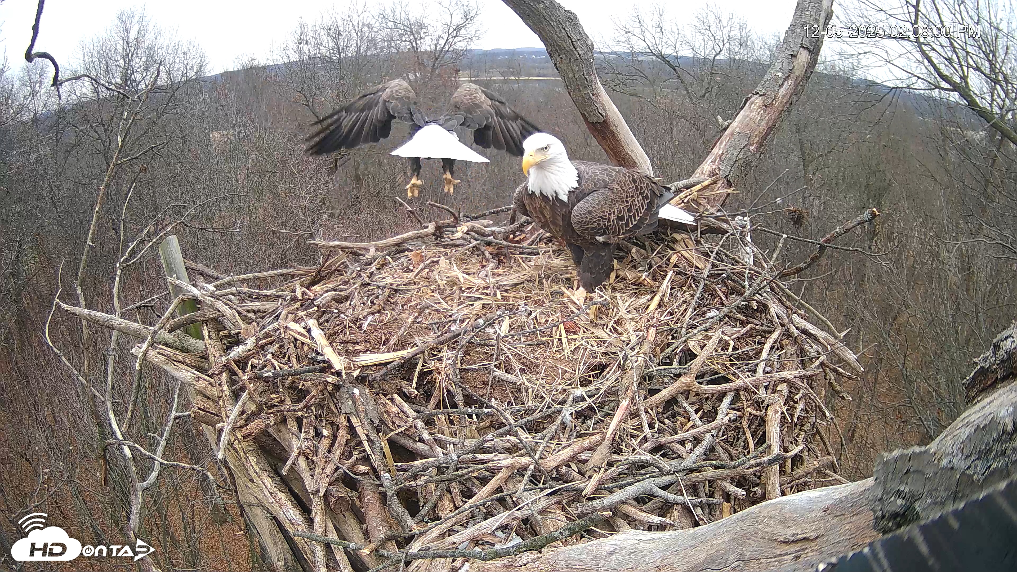 Snapshot of Hanover Eagles Live Cam taken Dec 5, 2025, 2:08pm EST
