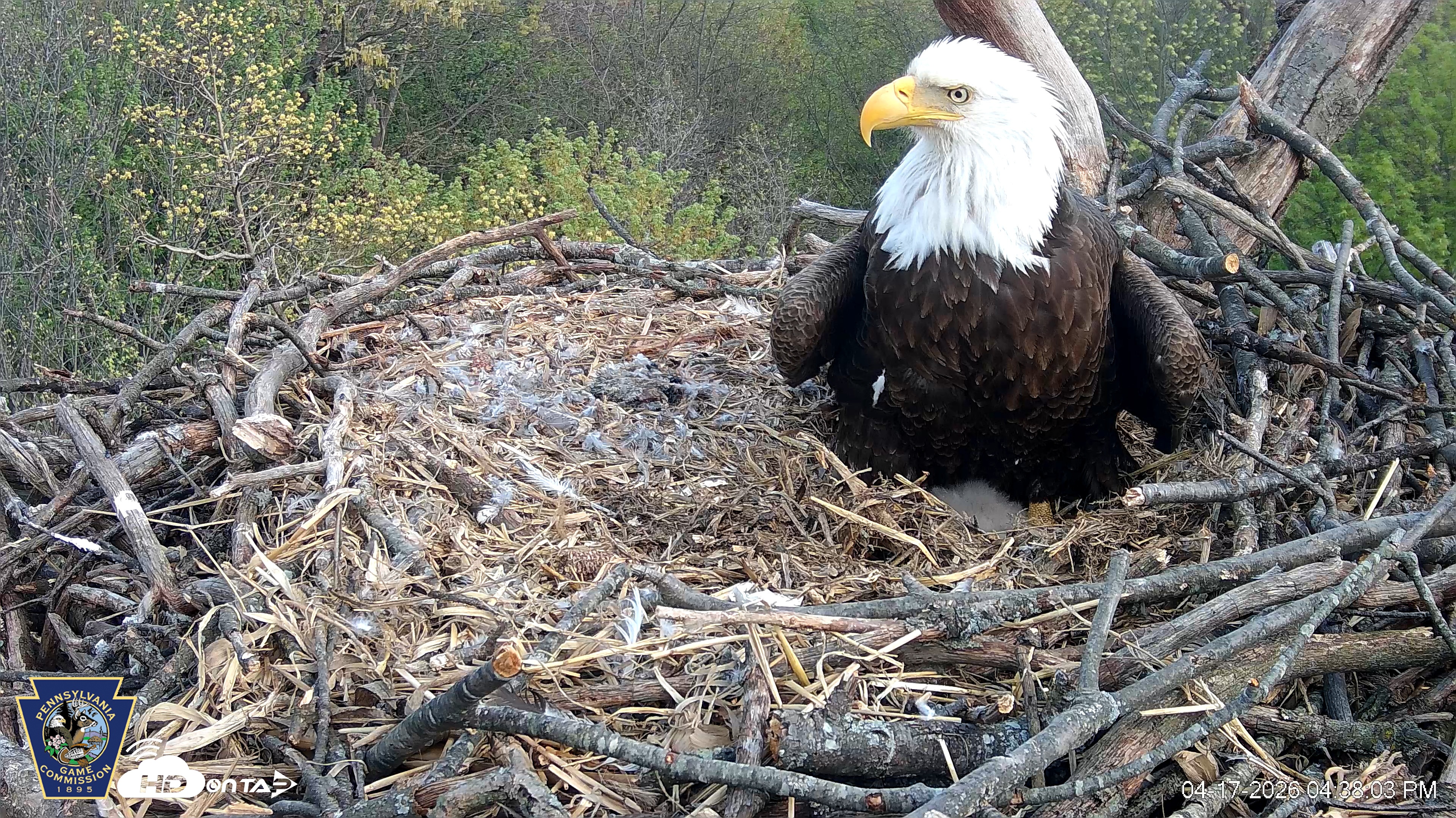 Snapshot of Hanover Eagles Live Cam taken Apr 17, 2026, 4:38pm EDT