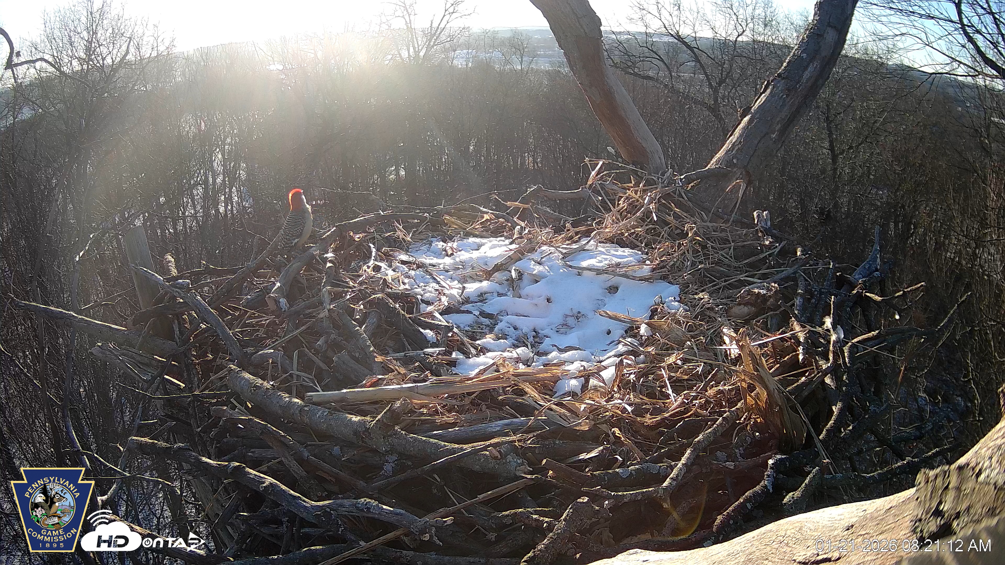 Snapshot of Hanover Eagles Live Cam taken Jan 21, 2026, 8:21am EST