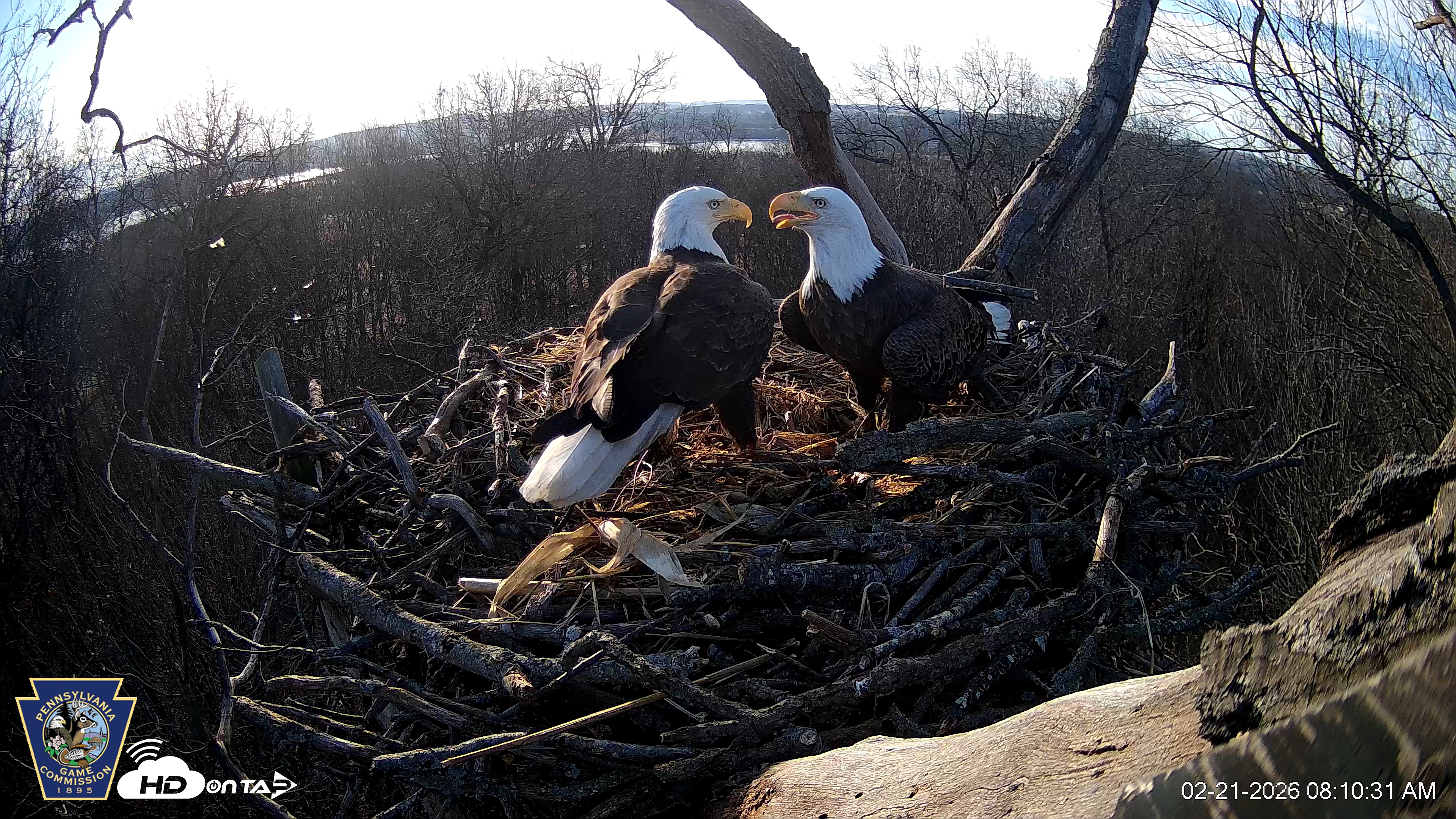 Snapshot of Hanover Eagles Live Cam taken Feb 21, 2026, 8:10am EST