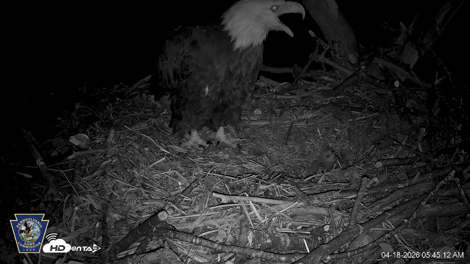 Snapshot of Hanover Eagles Live Cam taken Apr 18, 2026, 5:45am EDT