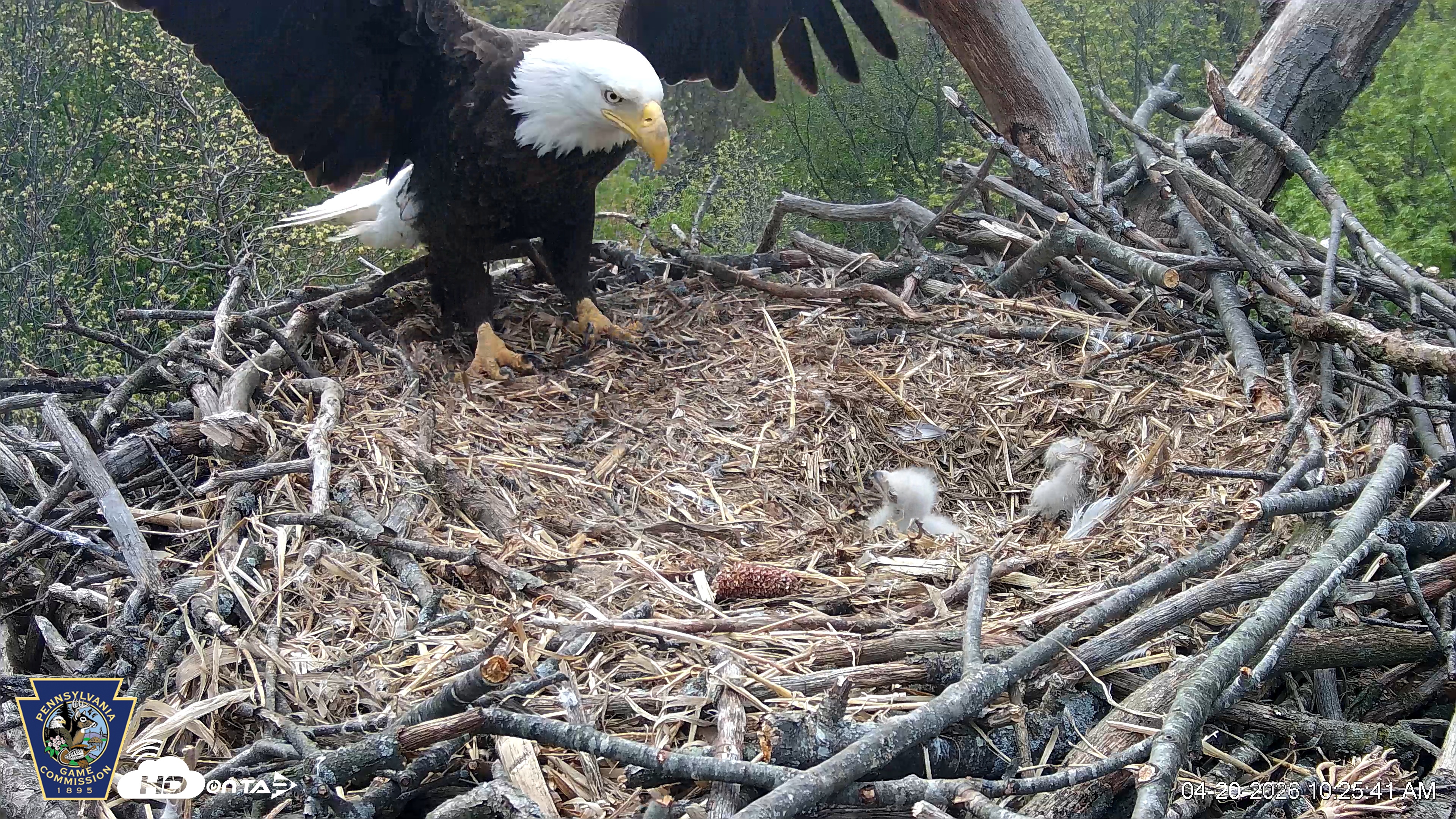 Snapshot of Hanover Eagles Live Cam taken Apr 20, 2026, 10:26am EDT