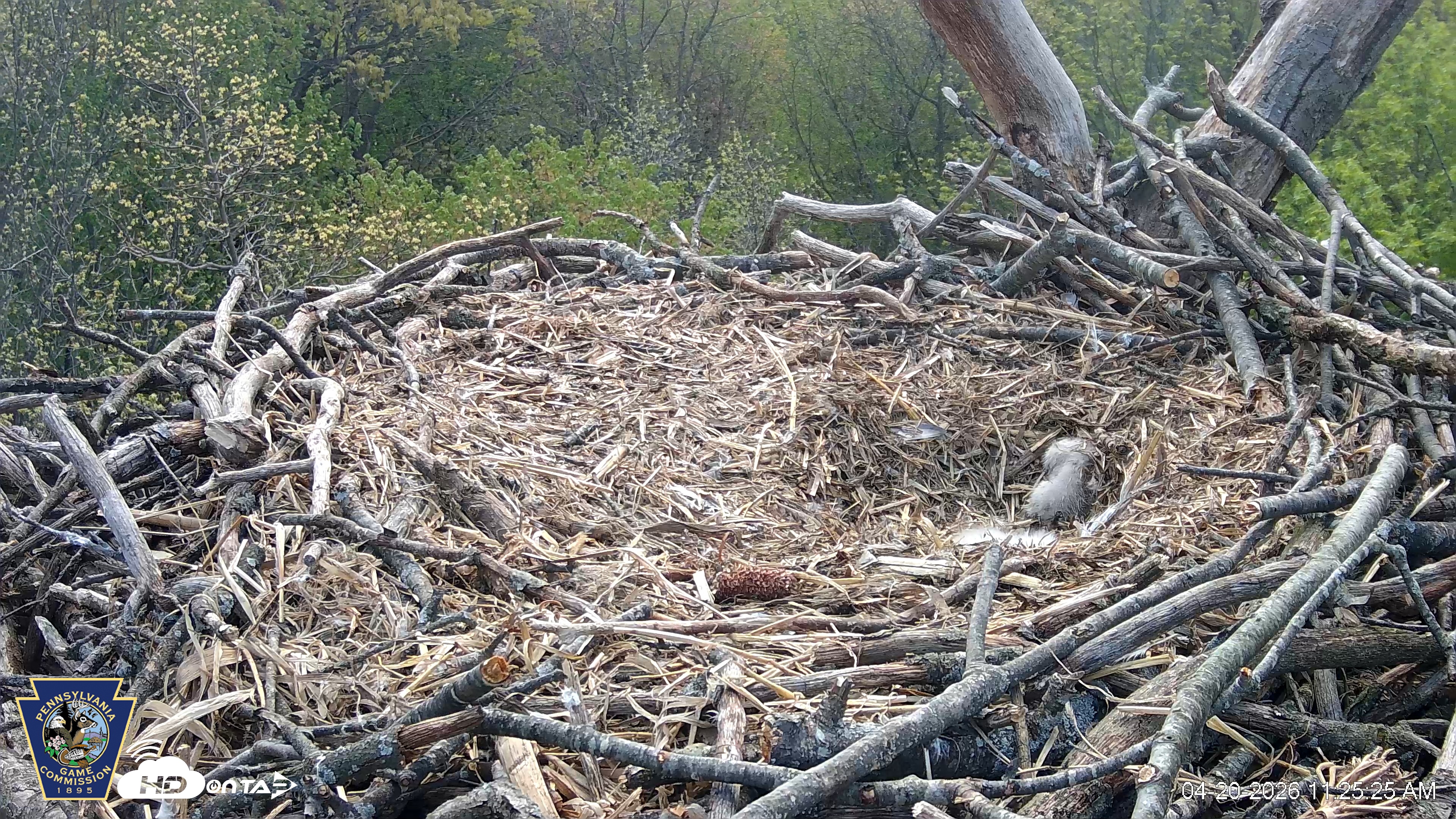 Snapshot of Hanover Eagles Live Cam taken Apr 20, 2026, 11:26am EDT