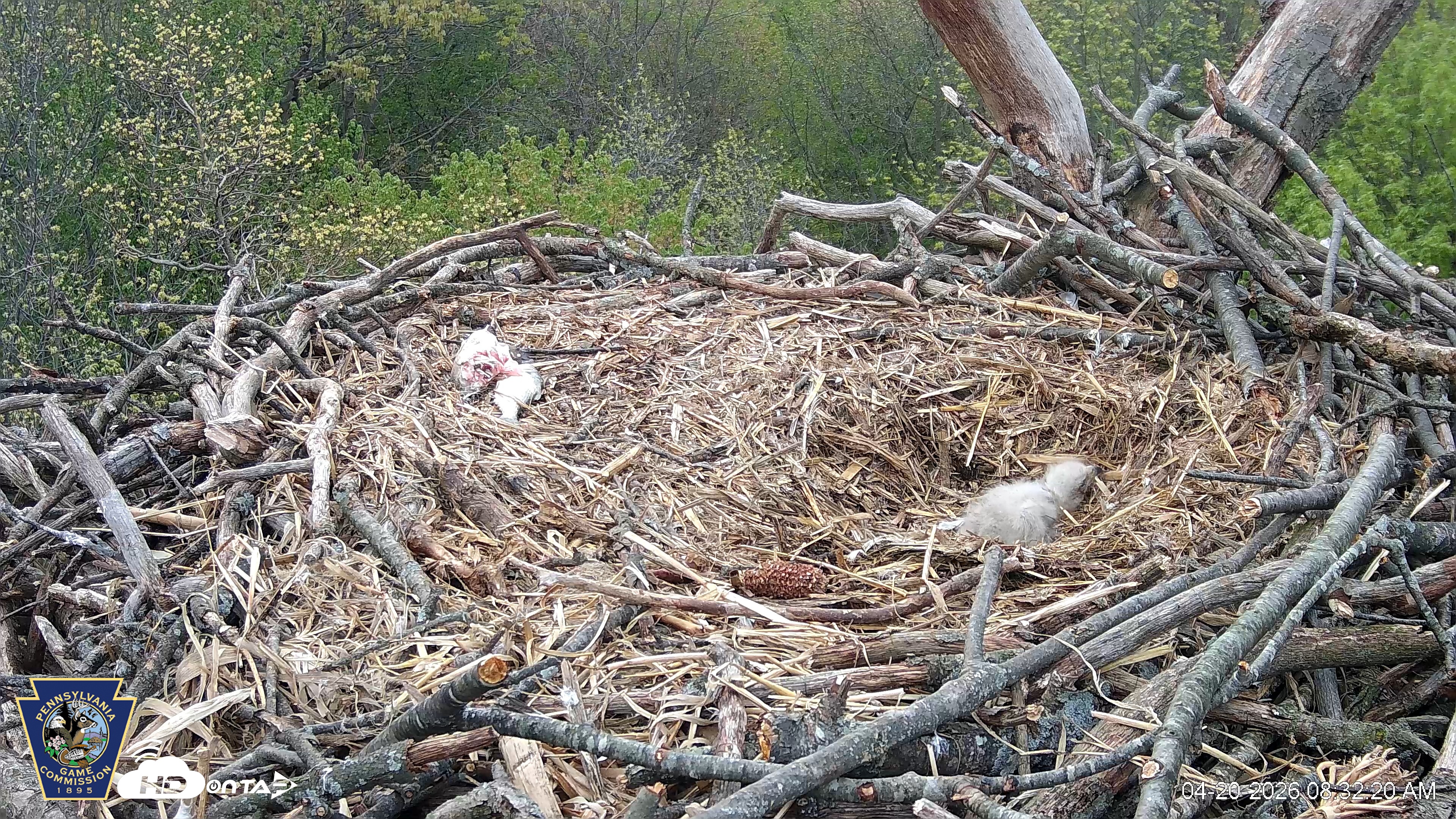 Snapshot of Hanover Eagles Live Cam taken Apr 20, 2026, 8:32am EDT