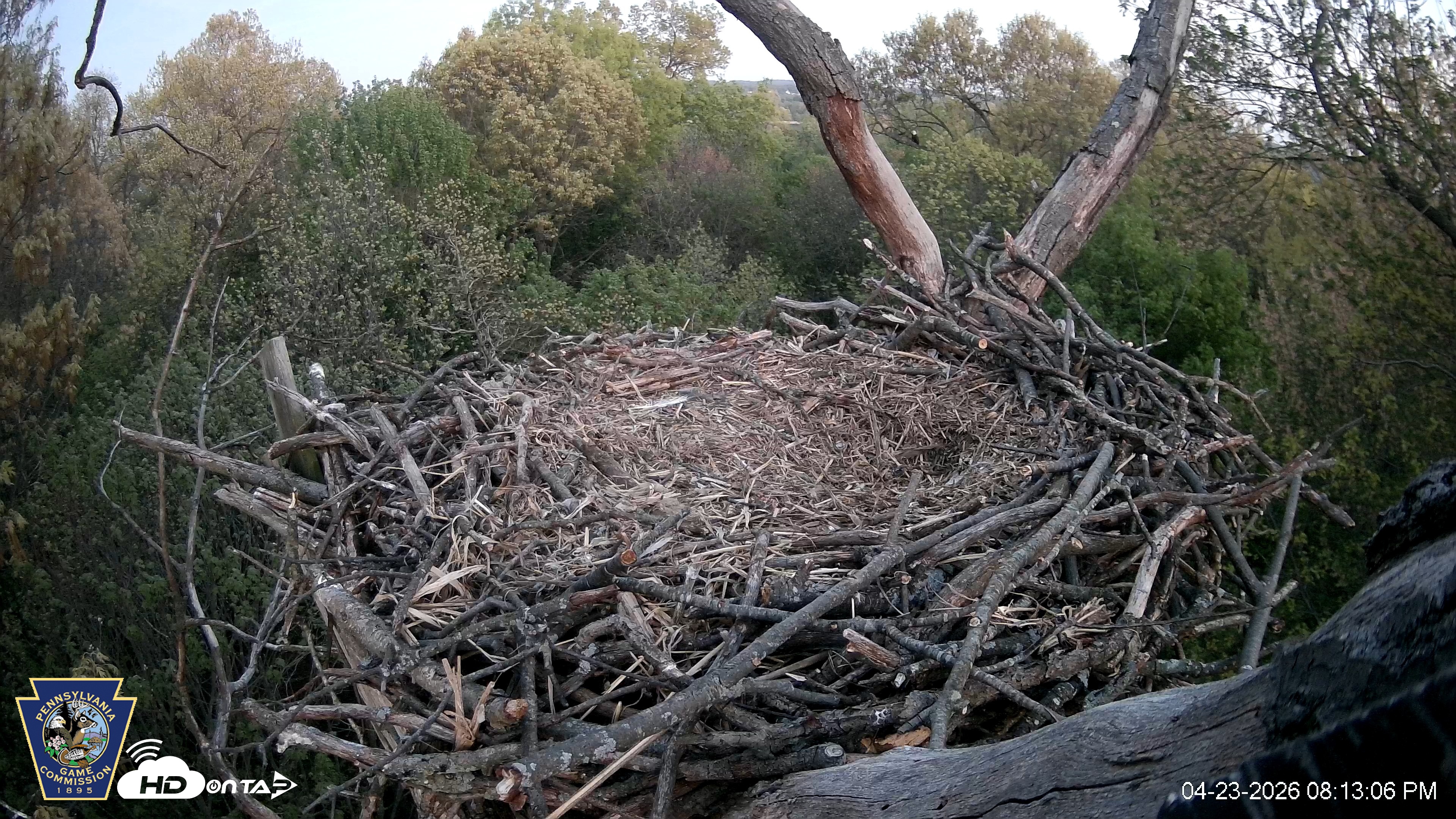 Snapshot of Hanover Eagles Live Cam taken Apr 23, 2026, 8:13pm EDT
