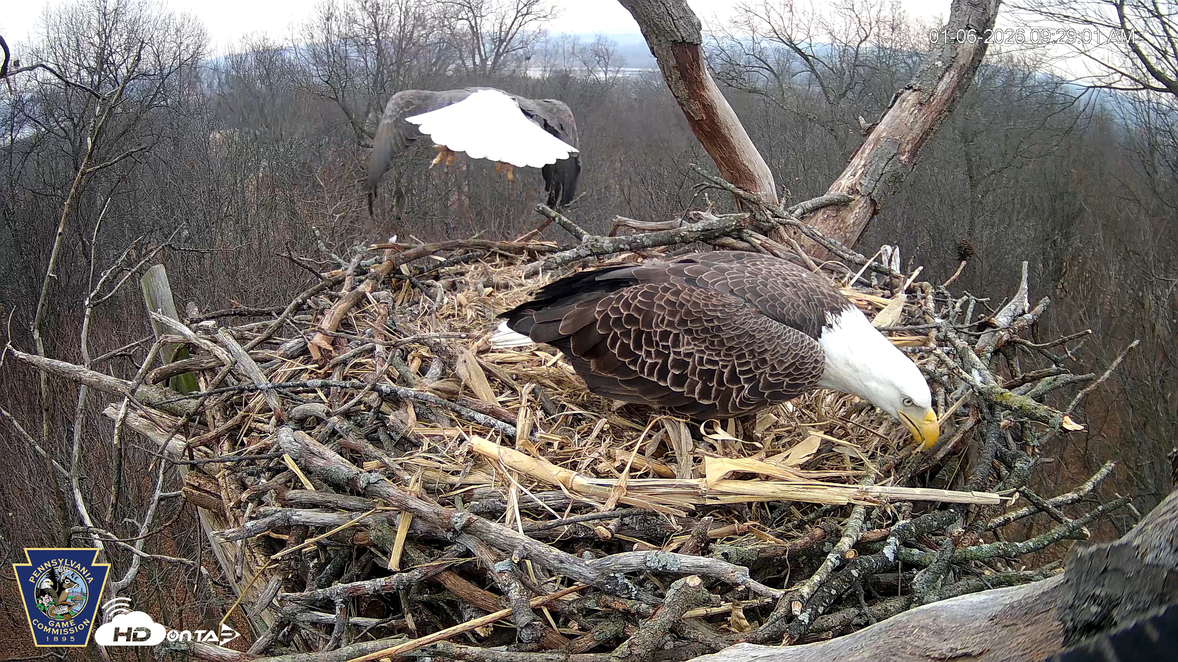 Snapshot of Hanover Eagles Live Cam taken Jan 6, 2026, 9:29am EST
