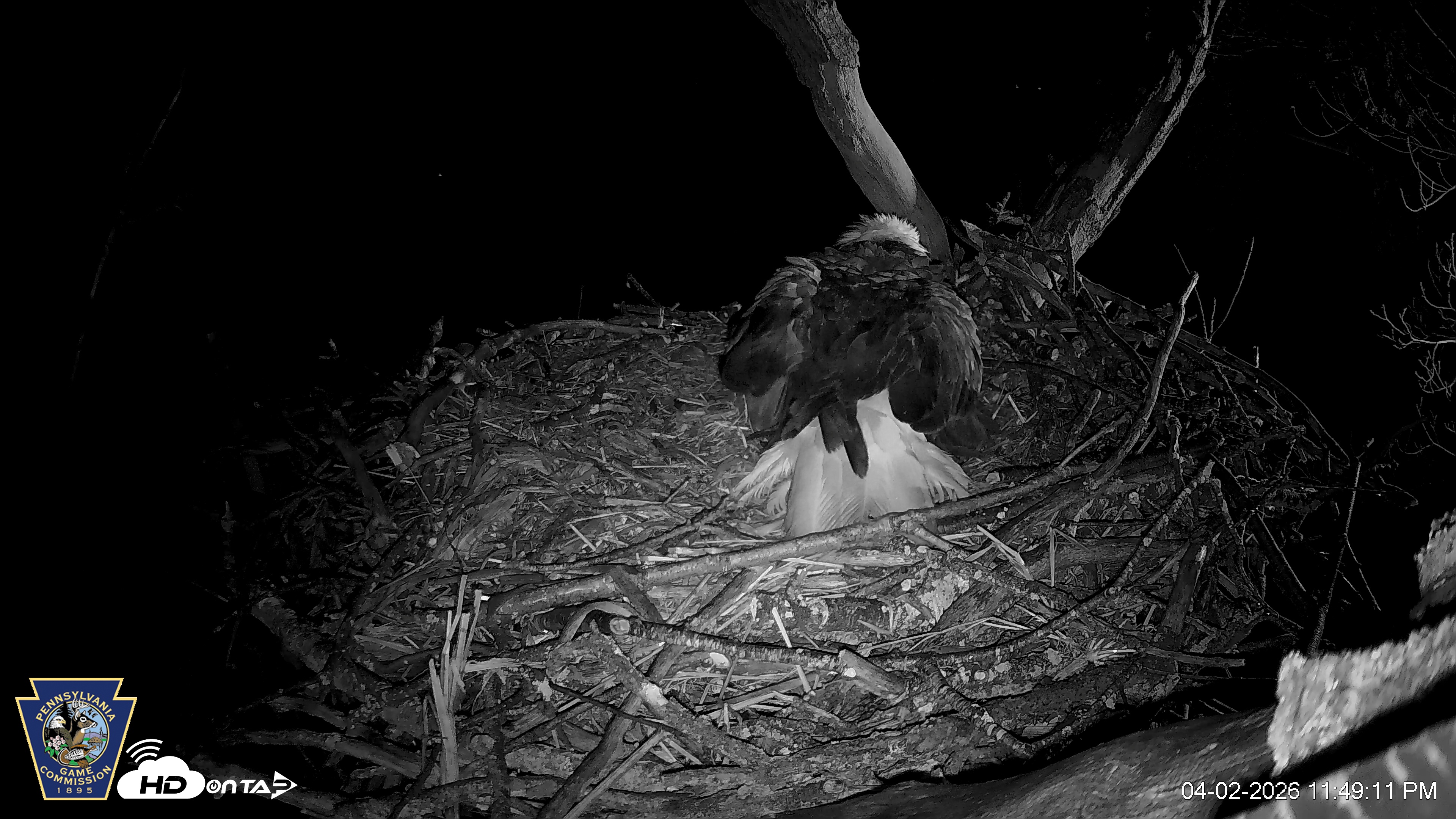 Snapshot of Hanover Eagles Live Cam taken Apr 2, 2026, 11:49pm EDT