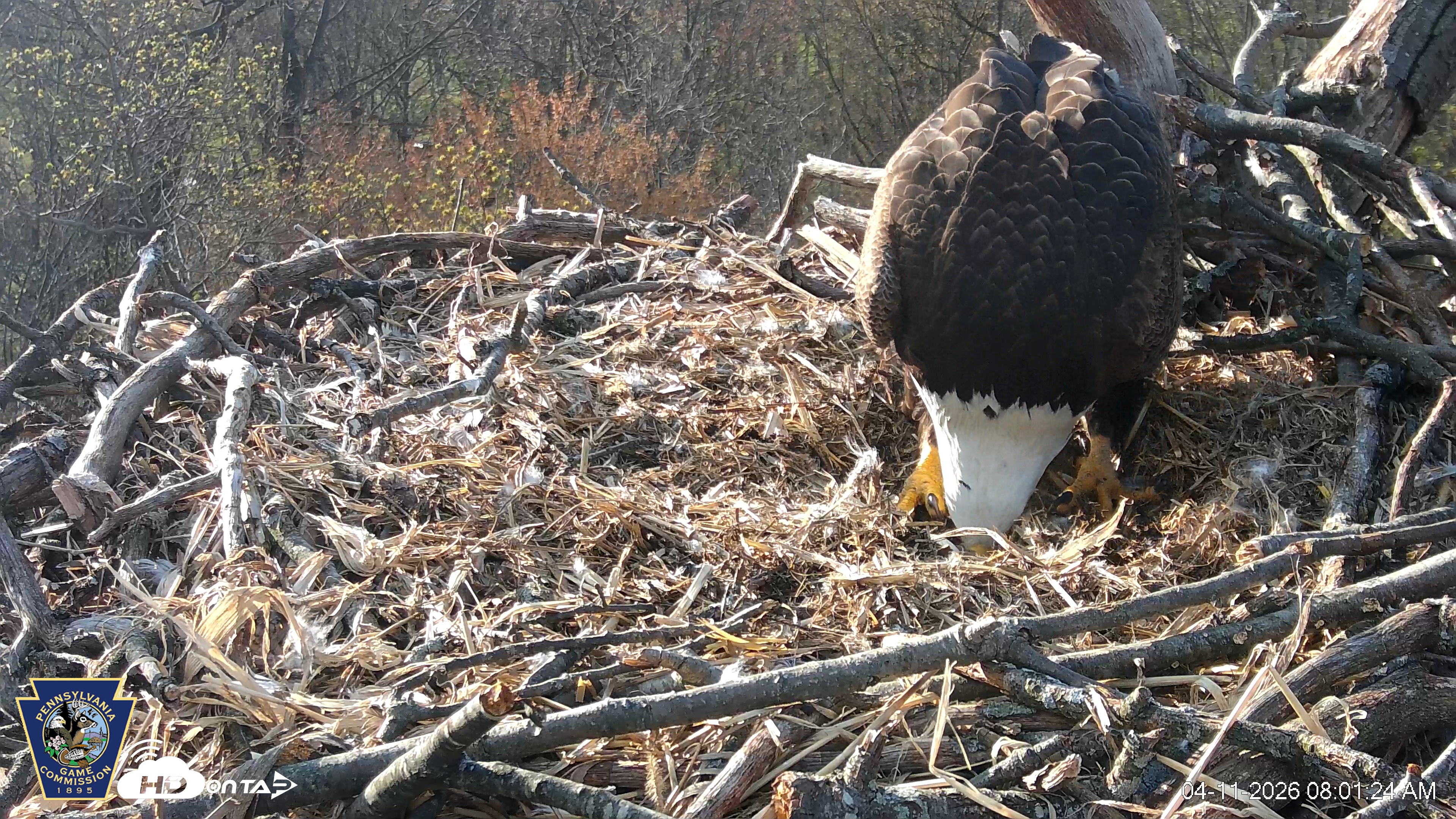 Snapshot of Hanover Eagles Live Cam taken Apr 11, 2026, 8:01am EDT