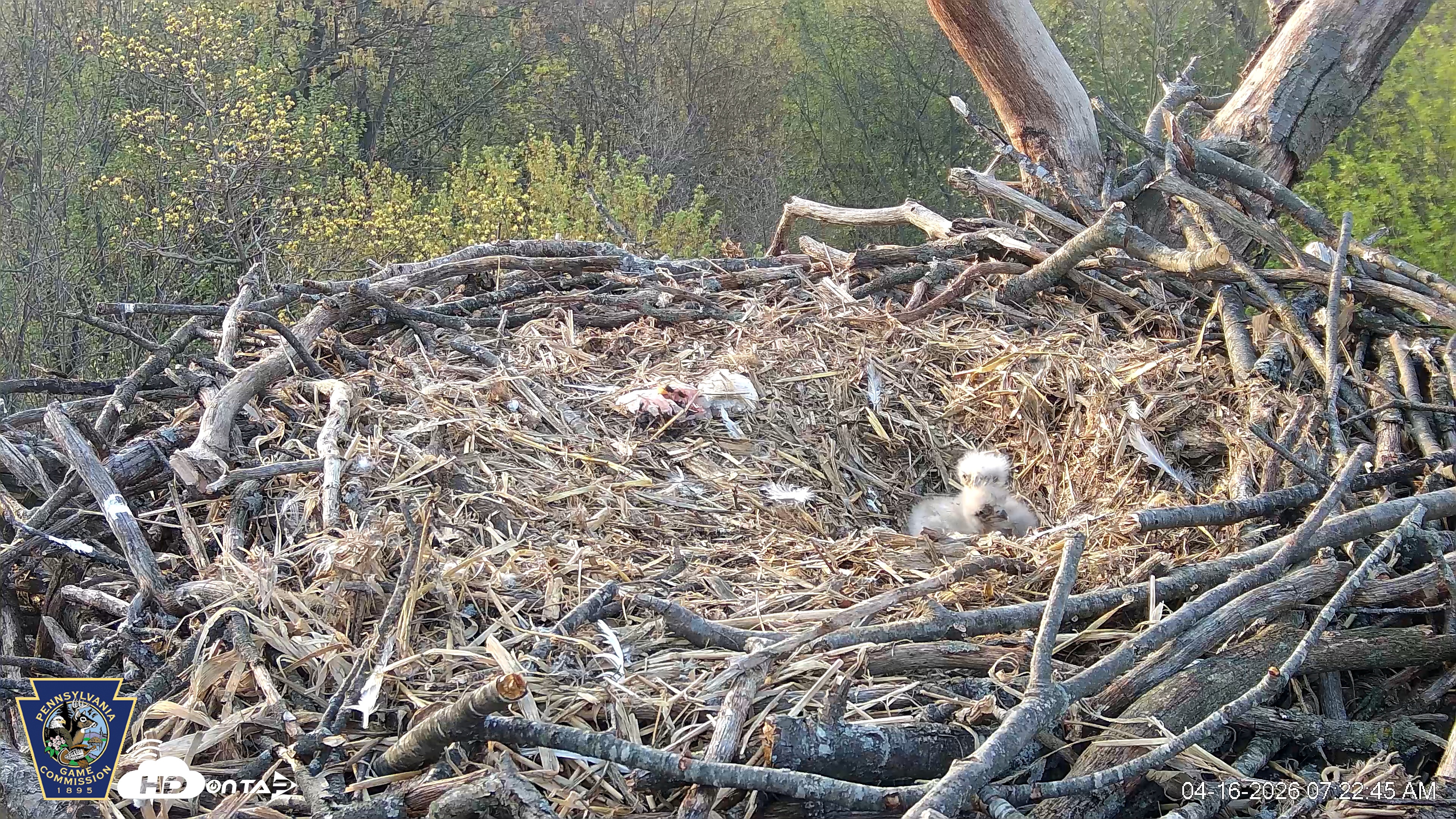 Snapshot of Hanover Eagles Live Cam taken Apr 16, 2026, 7:23am EDT