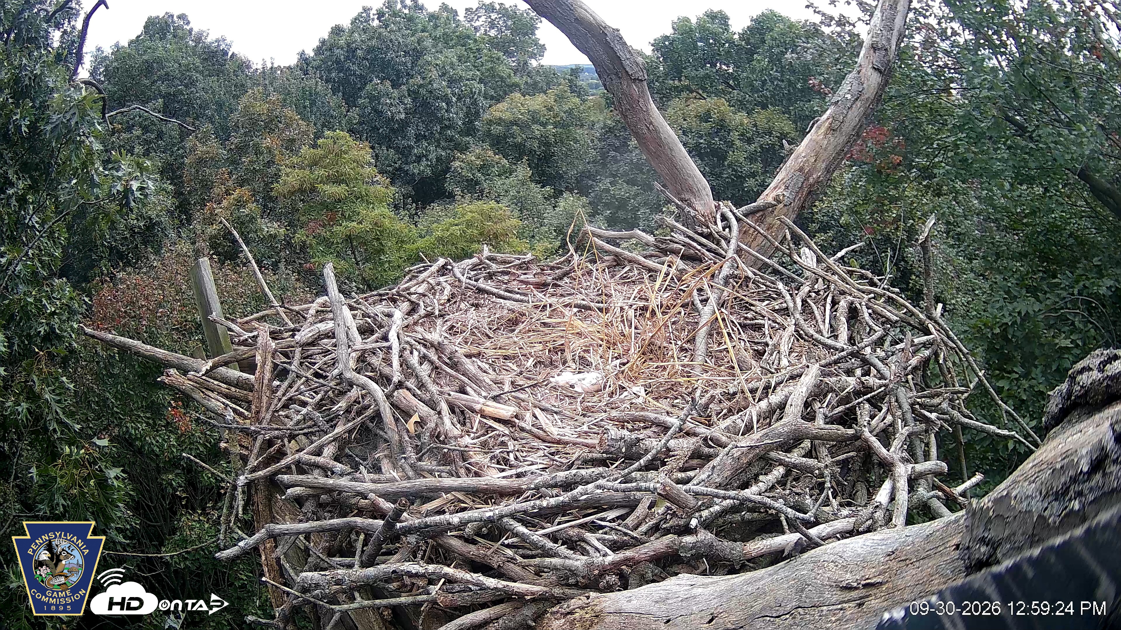 Snapshot of Hanover Eagles Live Cam taken Sep 30, 2026, 12:59pm EDT