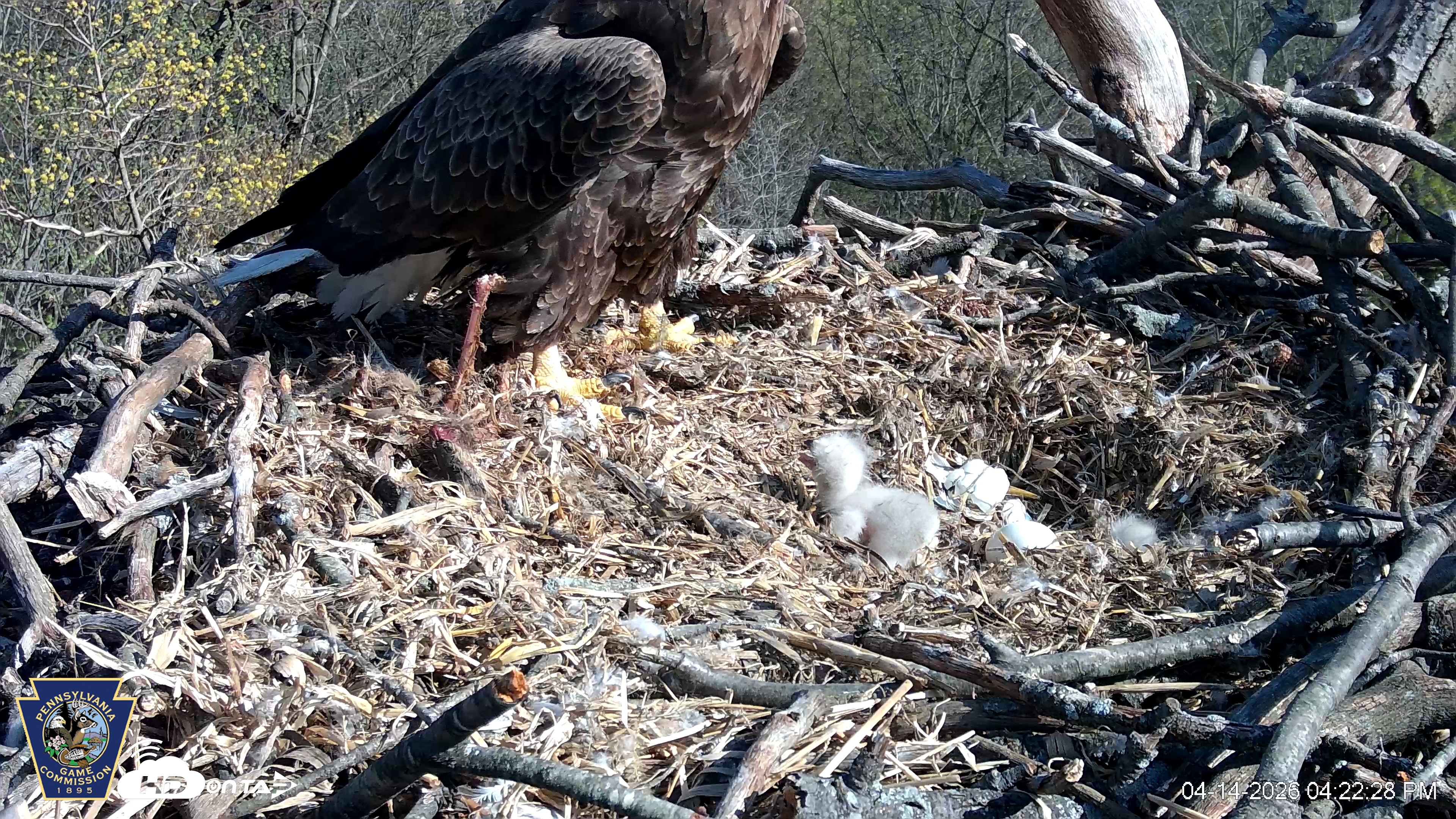 Snapshot of Hanover Eagles Live Cam taken Apr 14, 2026, 4:23pm EDT