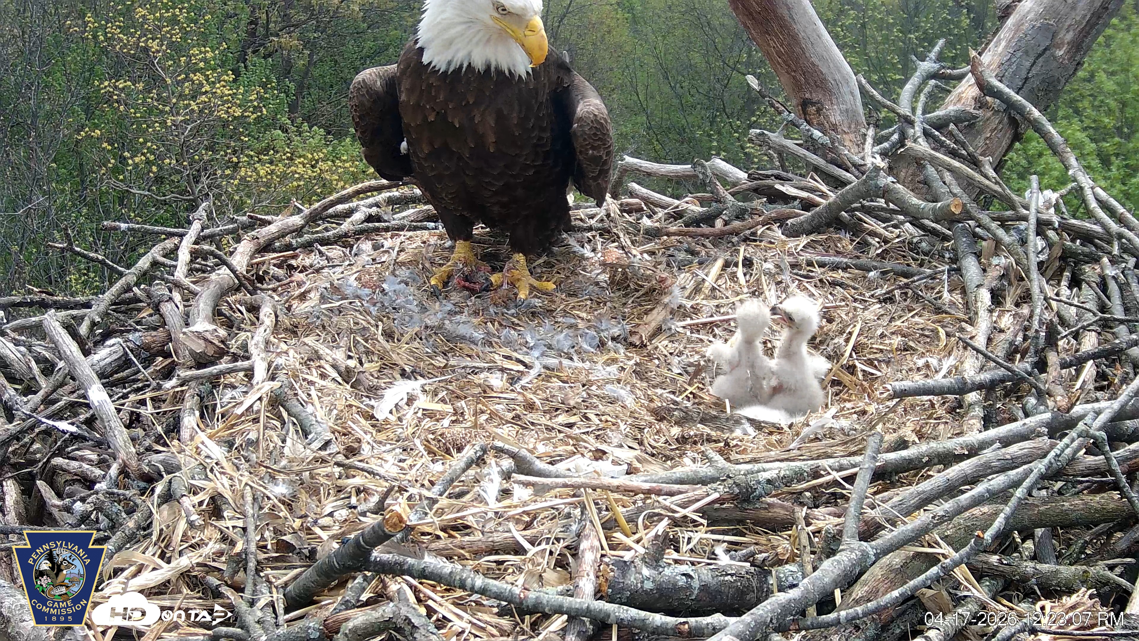 Snapshot of Hanover Eagles Live Cam taken Apr 17, 2026, 12:23pm EDT