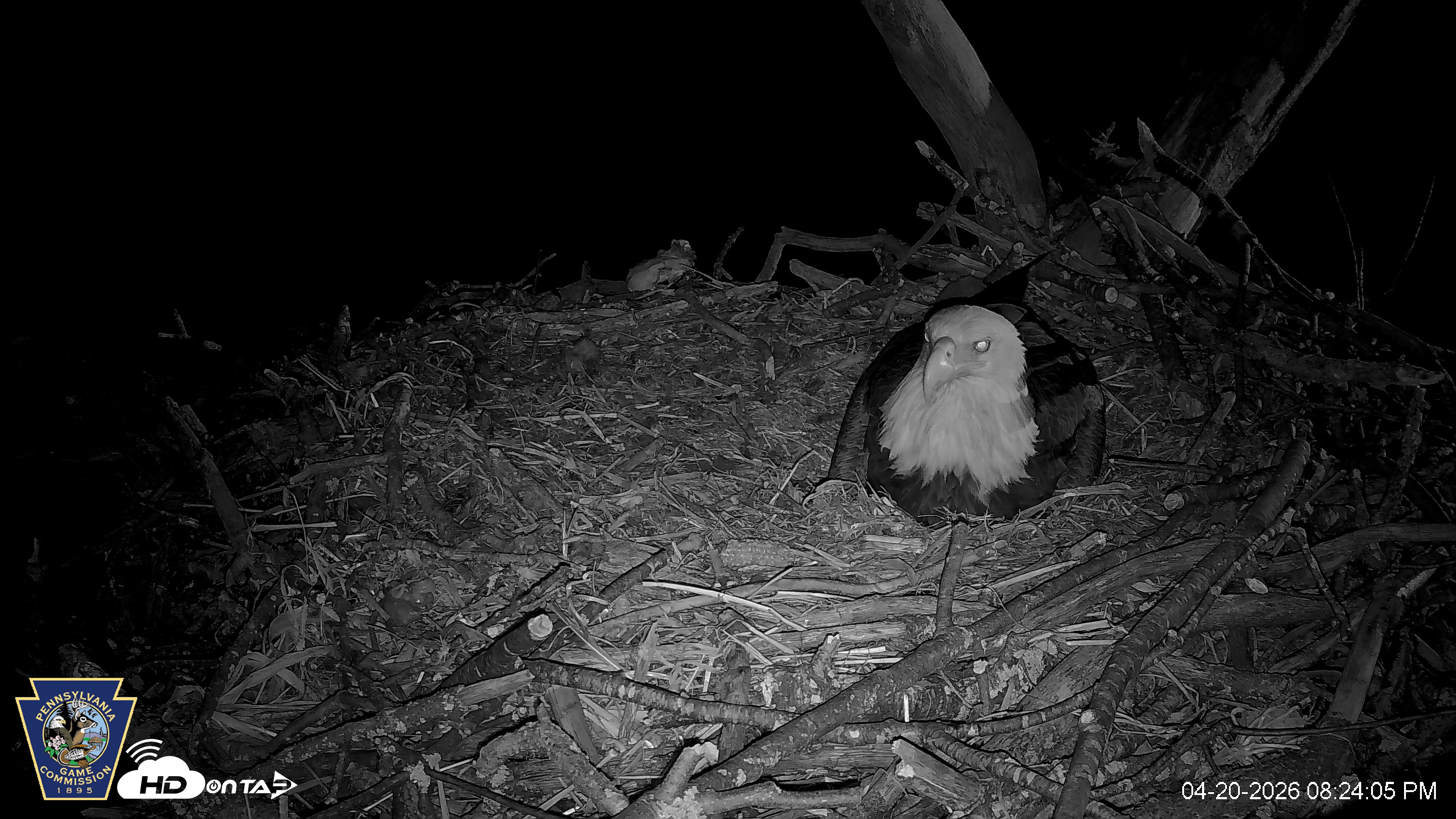 Snapshot of Hanover Eagles Live Cam taken Apr 20, 2026, 8:24pm EDT