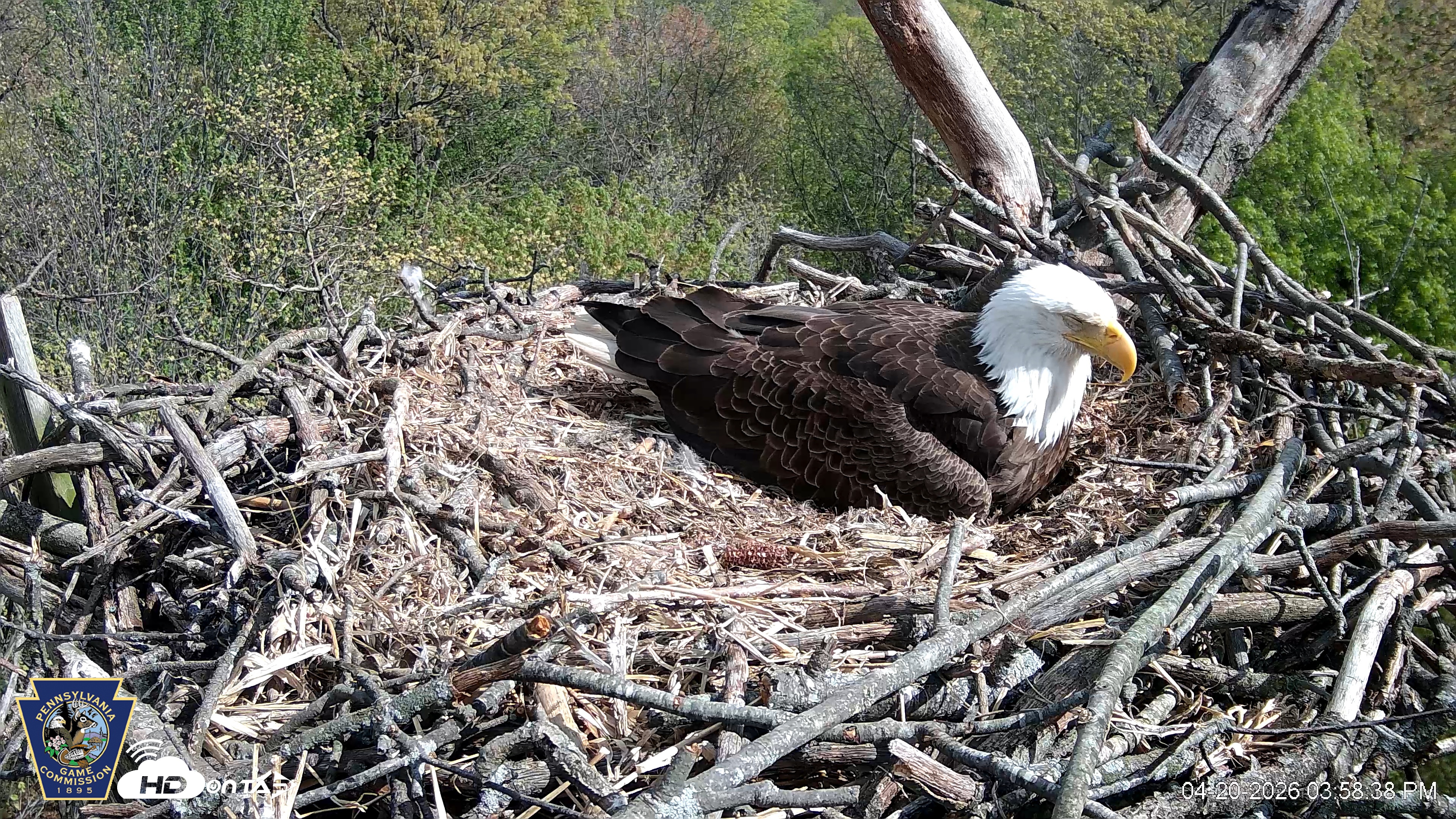 Snapshot of Hanover Eagles Live Cam taken Apr 20, 2026, 3:58pm EDT
