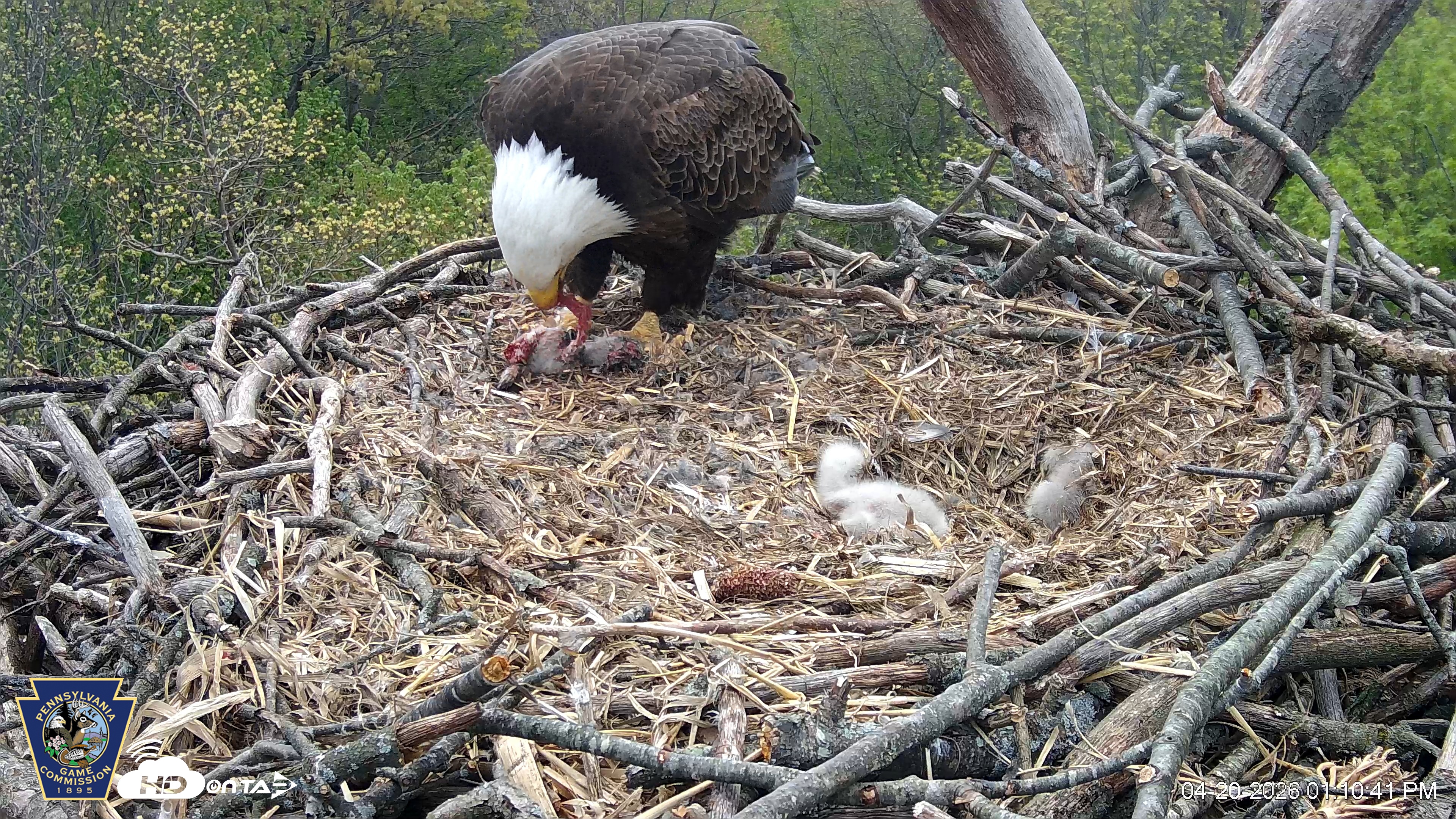 Snapshot of Hanover Eagles Live Cam taken Apr 20, 2026, 1:10pm EDT